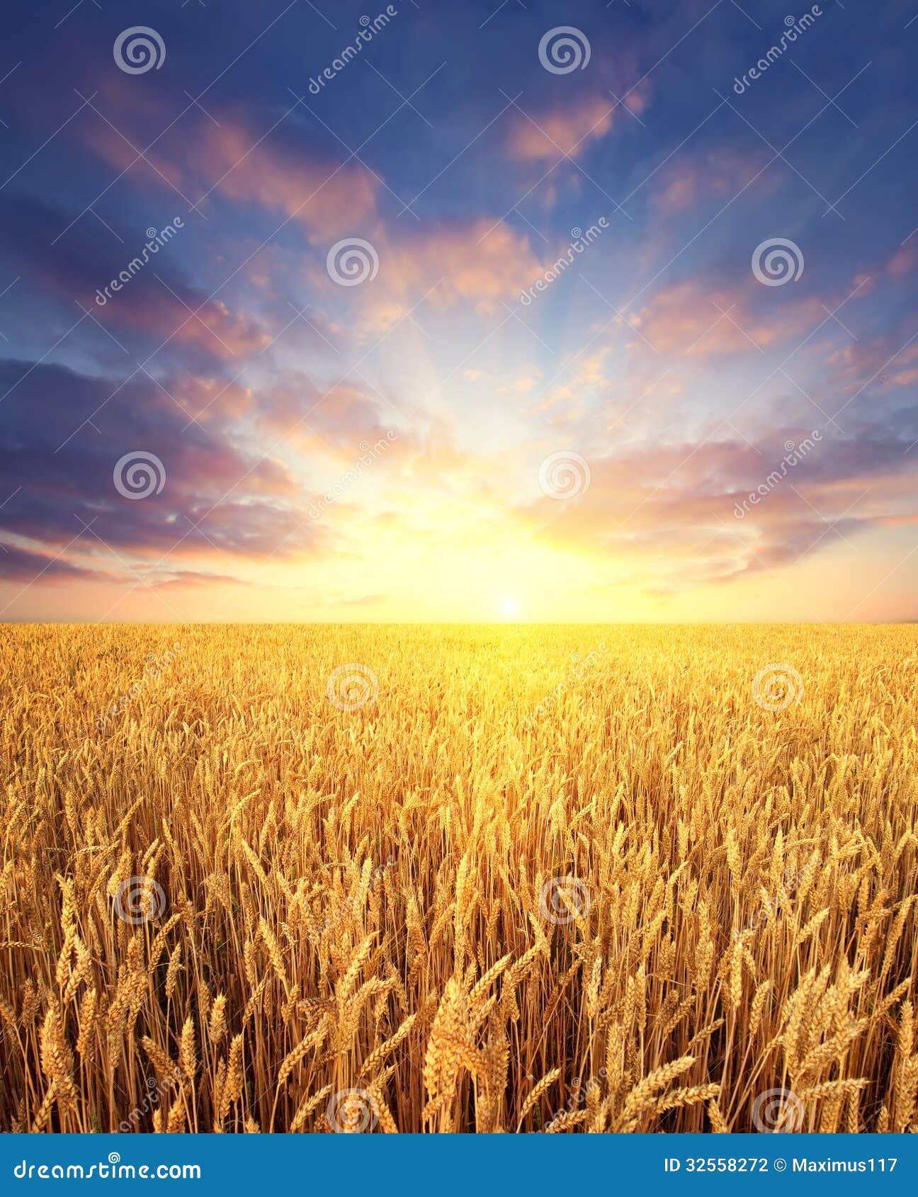 wheat field and sunrise sky as background