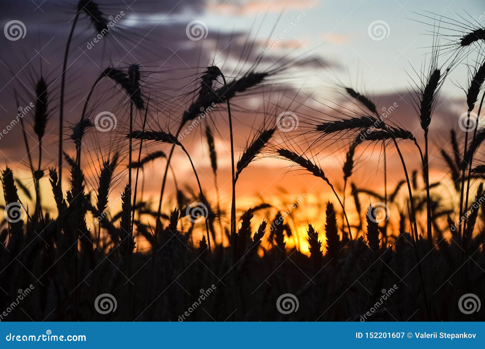 Wheat Field on Sunset Background. Spikelet Silhouette Stock Image