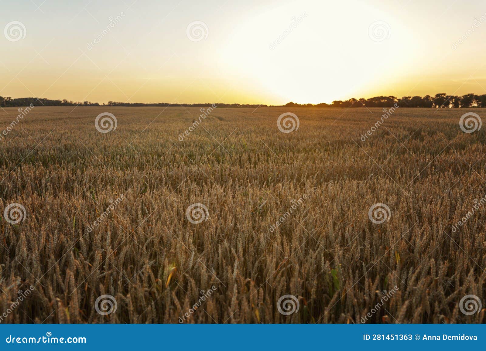 Wheat Field in Sunset Light. Cultivation of Cereal Crops Stock Image