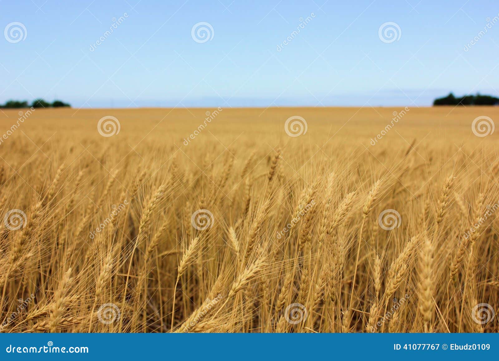 Wheat Field stock image. Image of crop, triticale, texas 41077767