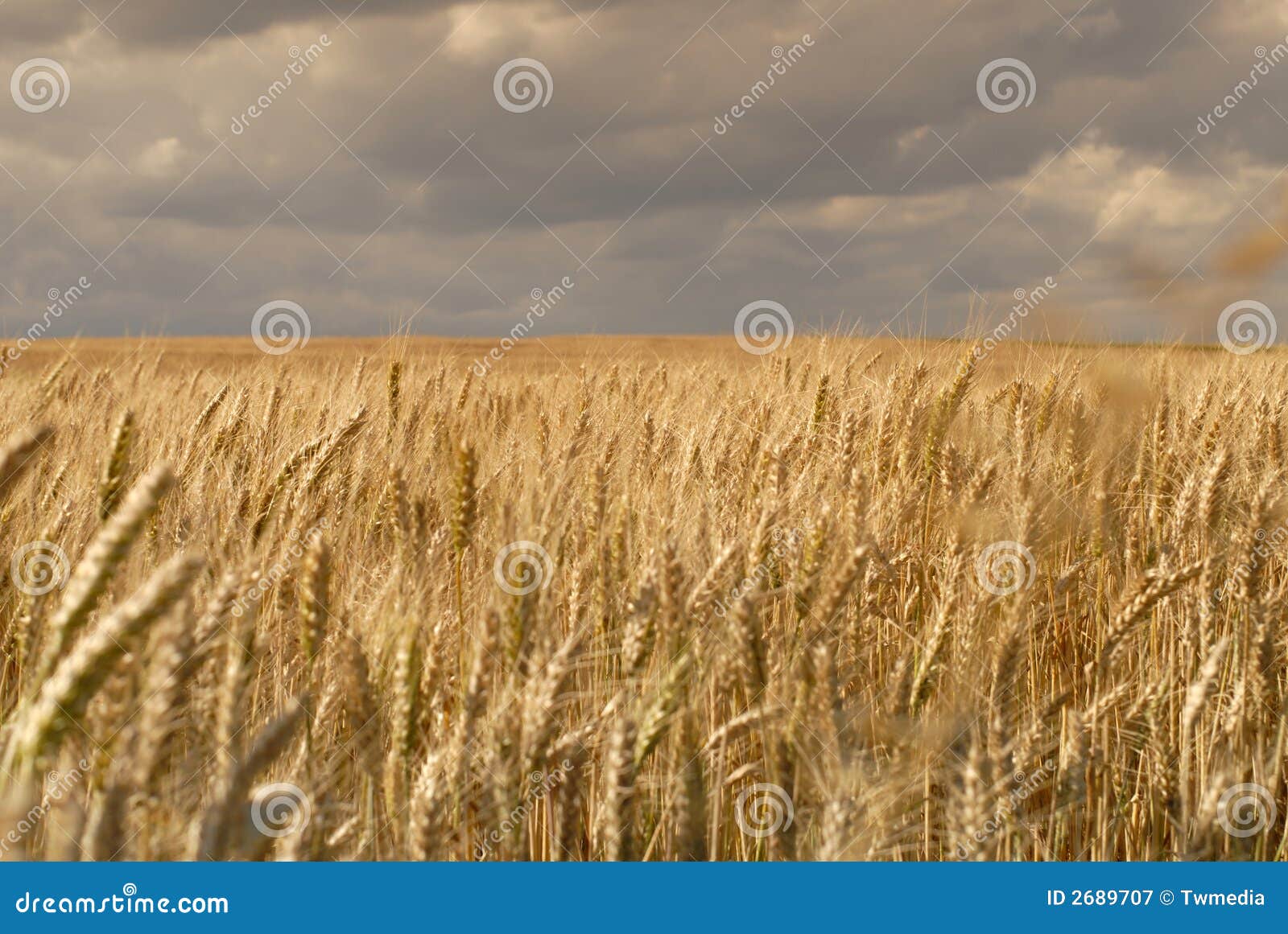 wheat fields with clouds