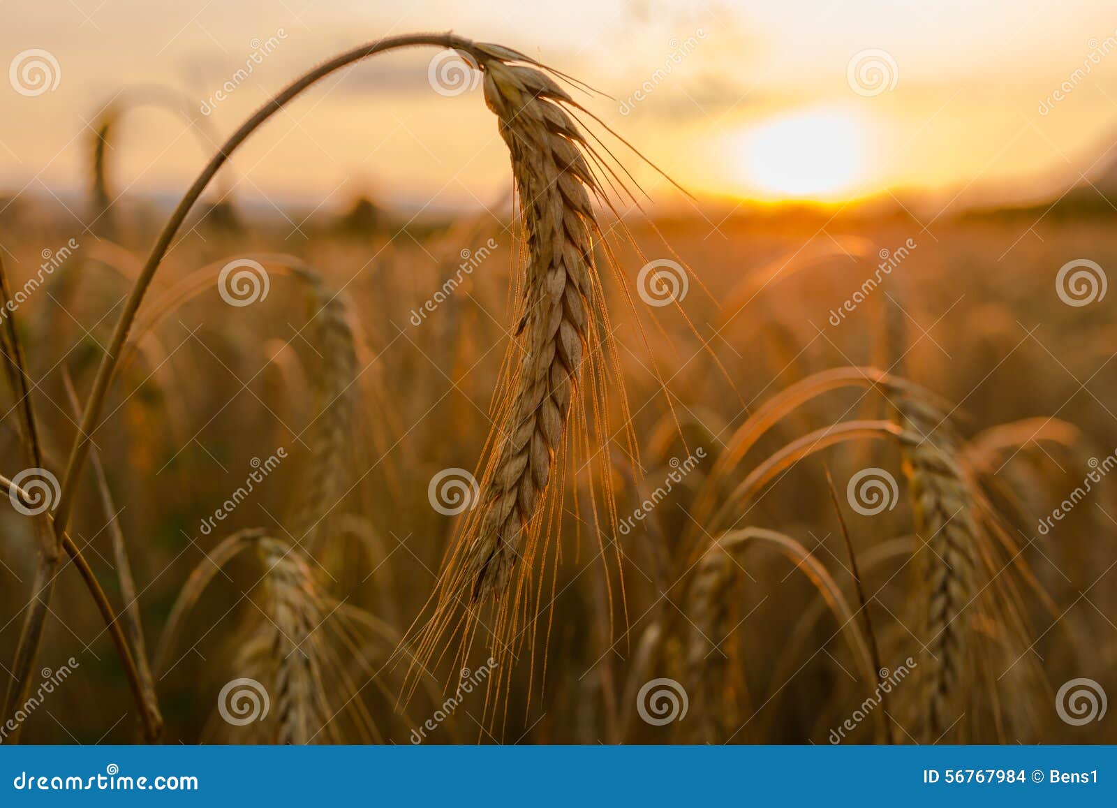 wheat fields