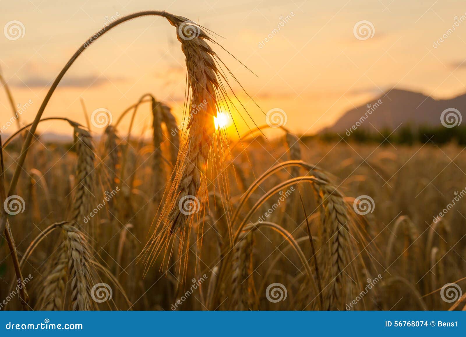 wheat fields