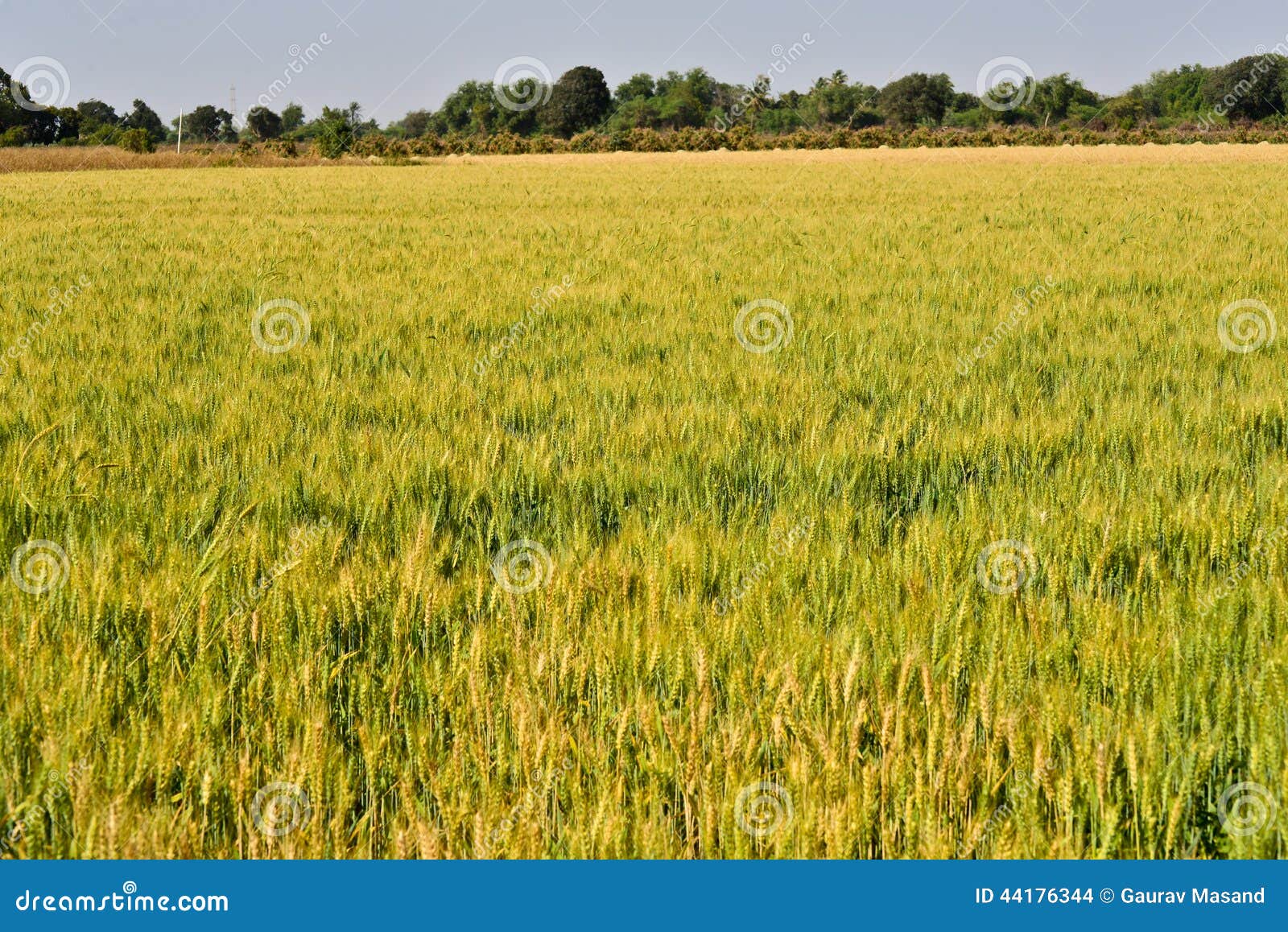 Wheat Fields in Gujrat India Stock Photo Image of wholesome, indian 44176344