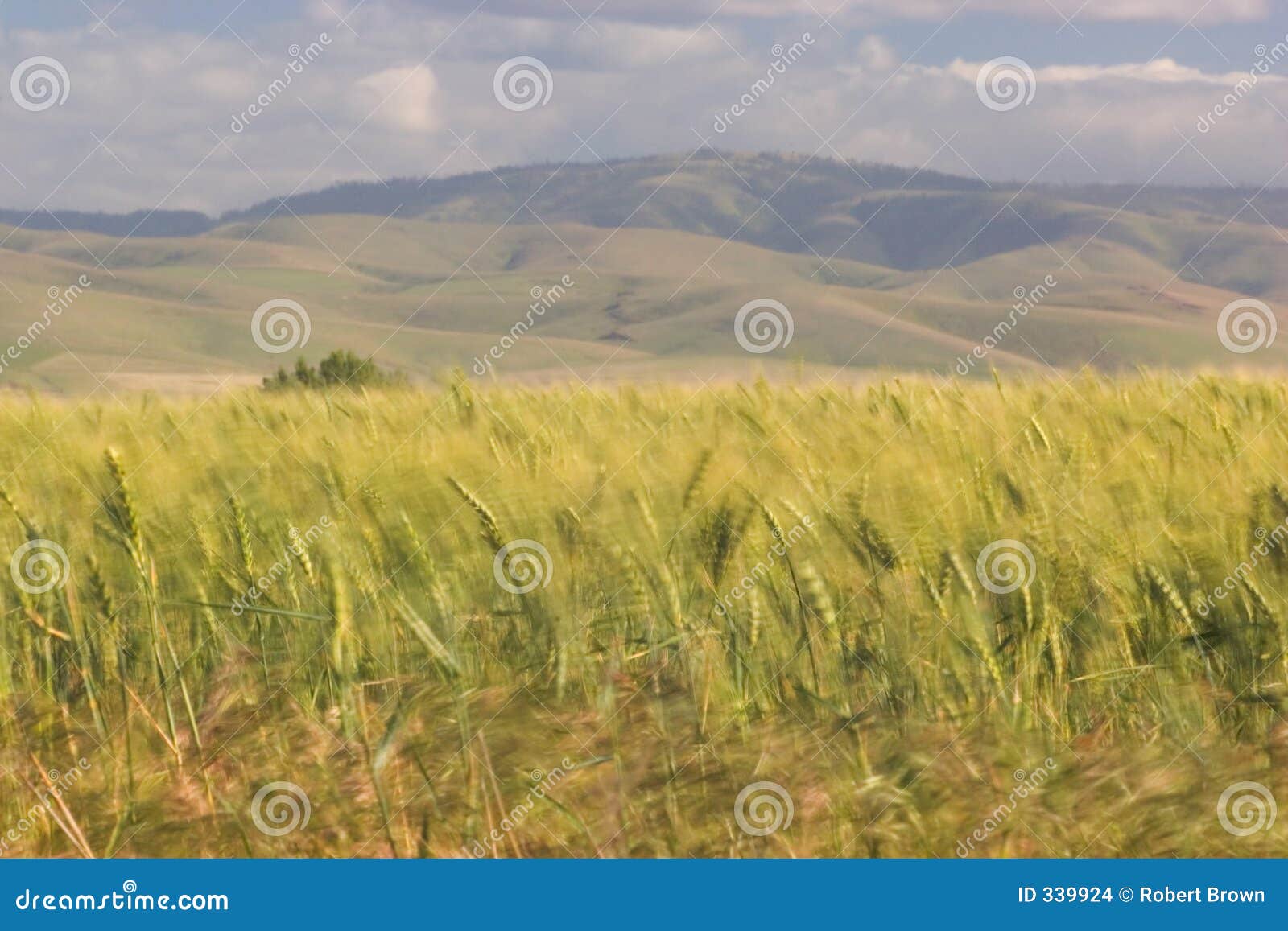 Wheat Fields, Near Pendleton 3 Stock Photo Image of wheat, plains 339924