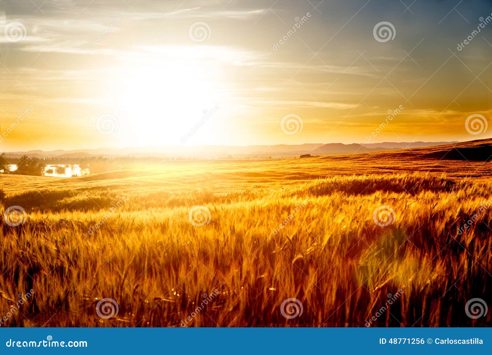 wheat fields and sunset landscape.