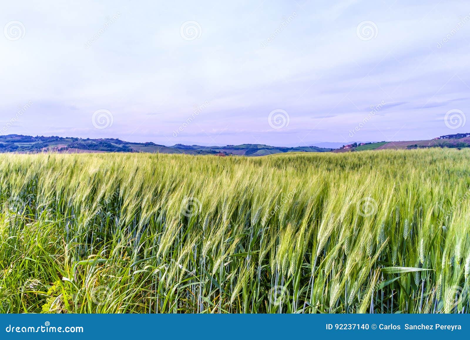 Wheat Fields, Val D`Orcia, Tuscany Stock Photo Image of agrarian