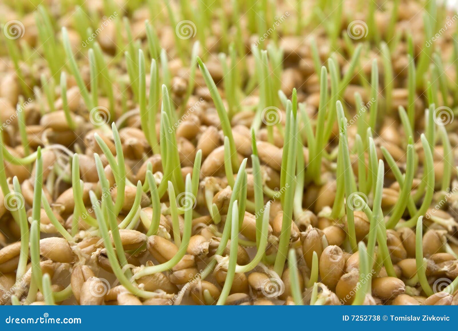 Wheat germs stock photo. Image of healthy, food, magnified 7252738