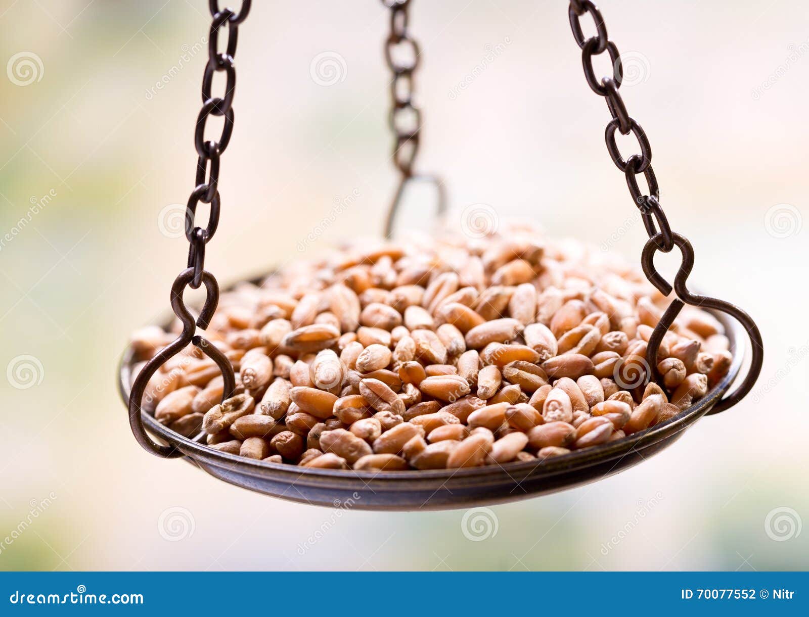 Wheat Grain in Balance Scale Stock Photo Image of dried, condiments