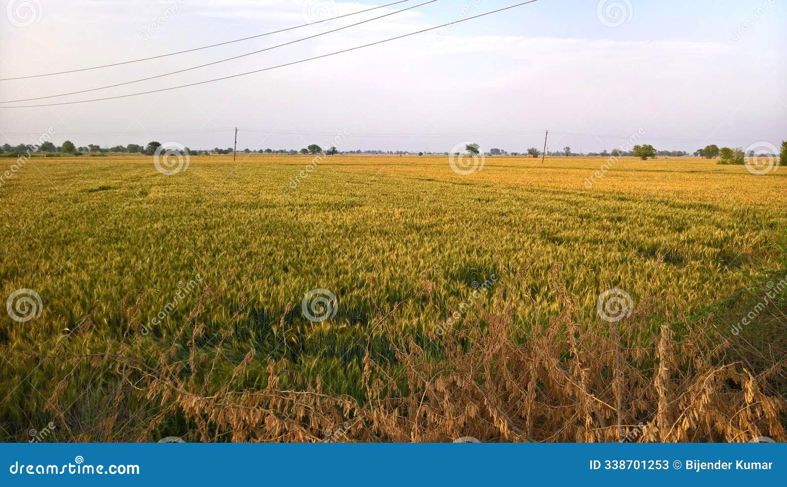 wheat grain fields in india