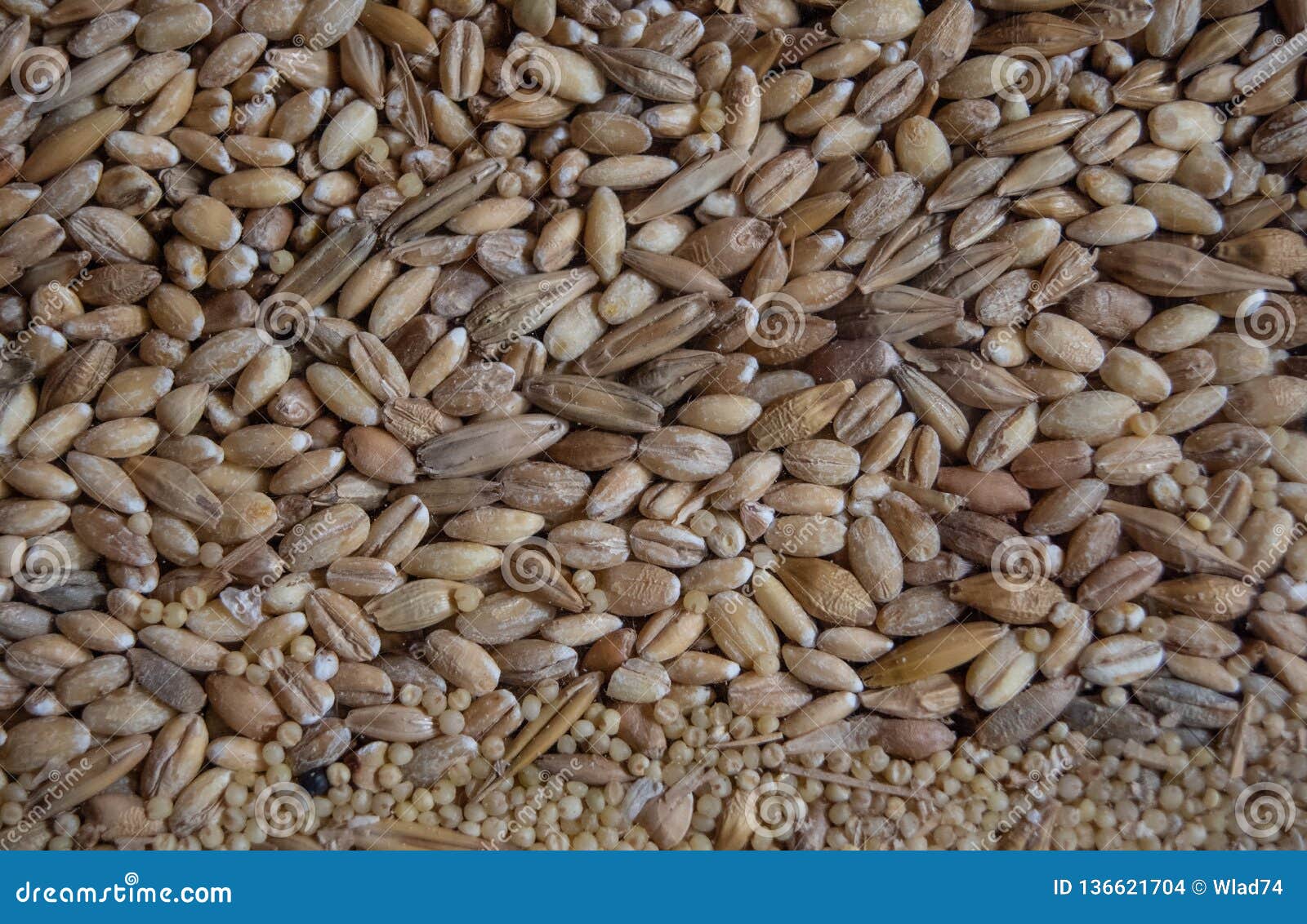 Wheat Grain in a Glass Container Stock Photo Image of case, grain 136621704