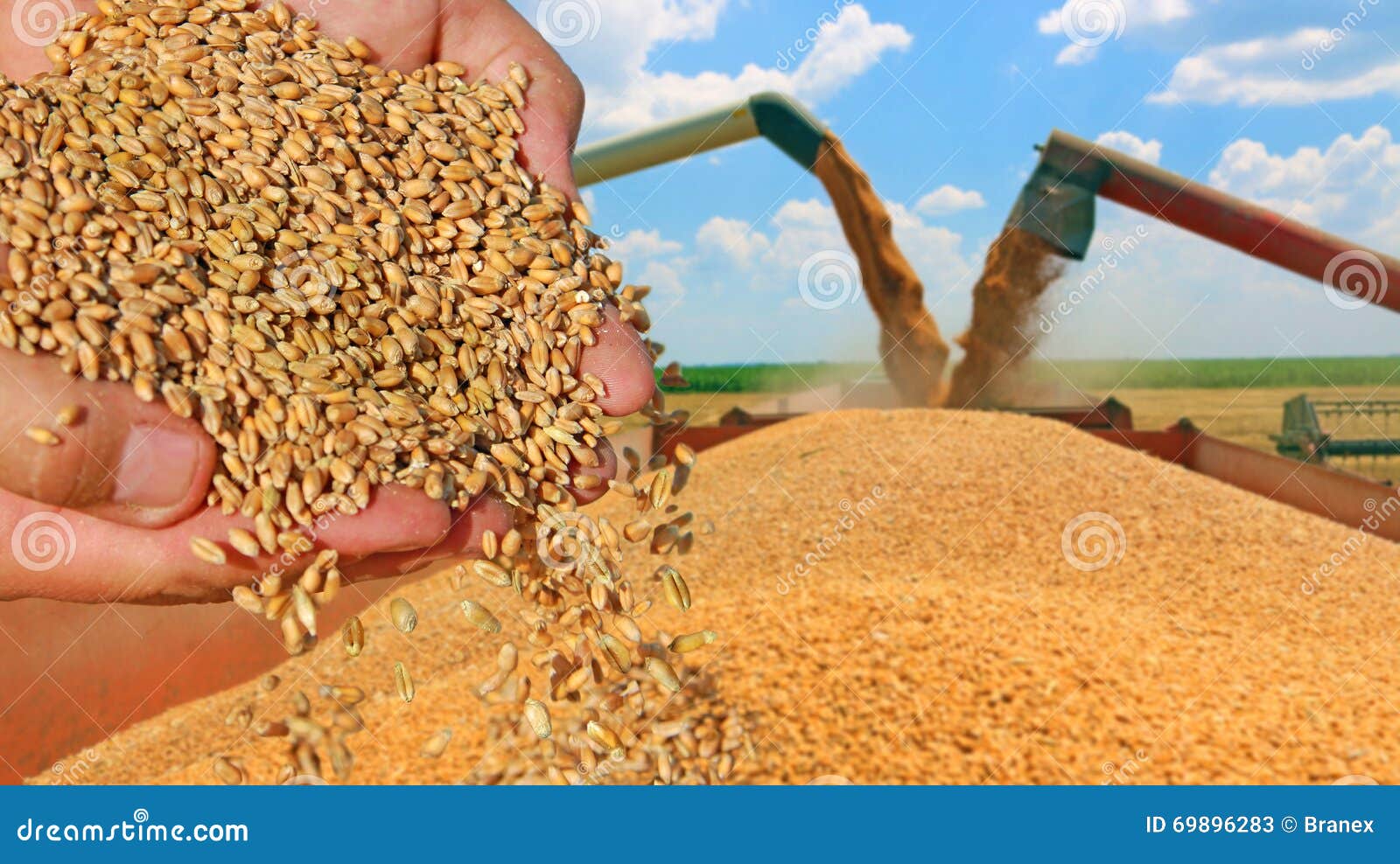 Wheat grain in a hand stock image. Image of drop, building 69896283