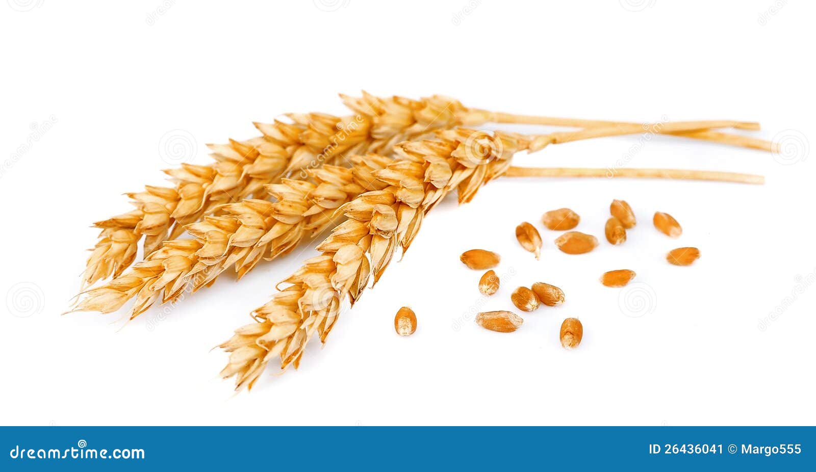 wheat with grains