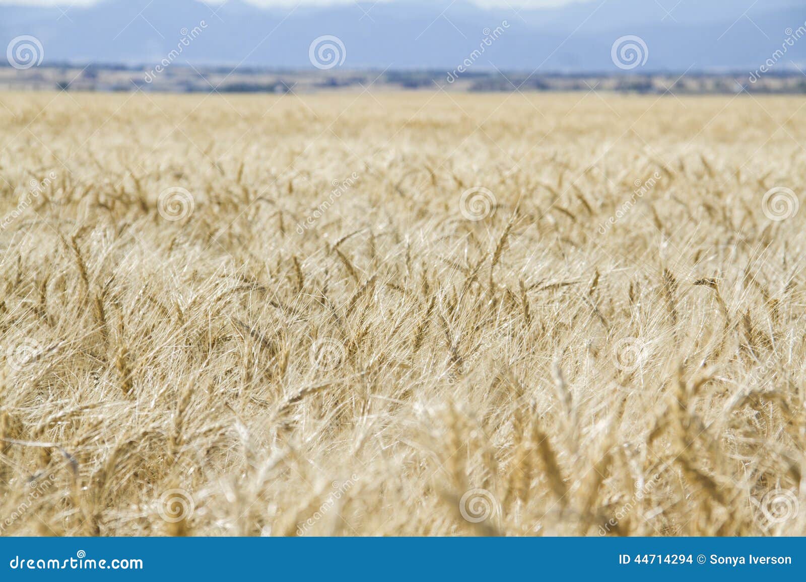 Wheat growing in a field stock photo. Image of harvesting 44714294