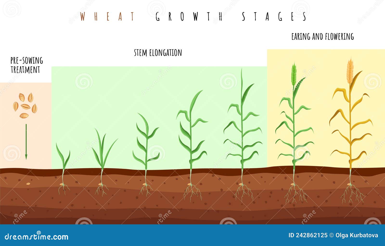 Wheat Growth Stages. Cereals Crop Maturation Process, Spikelet
