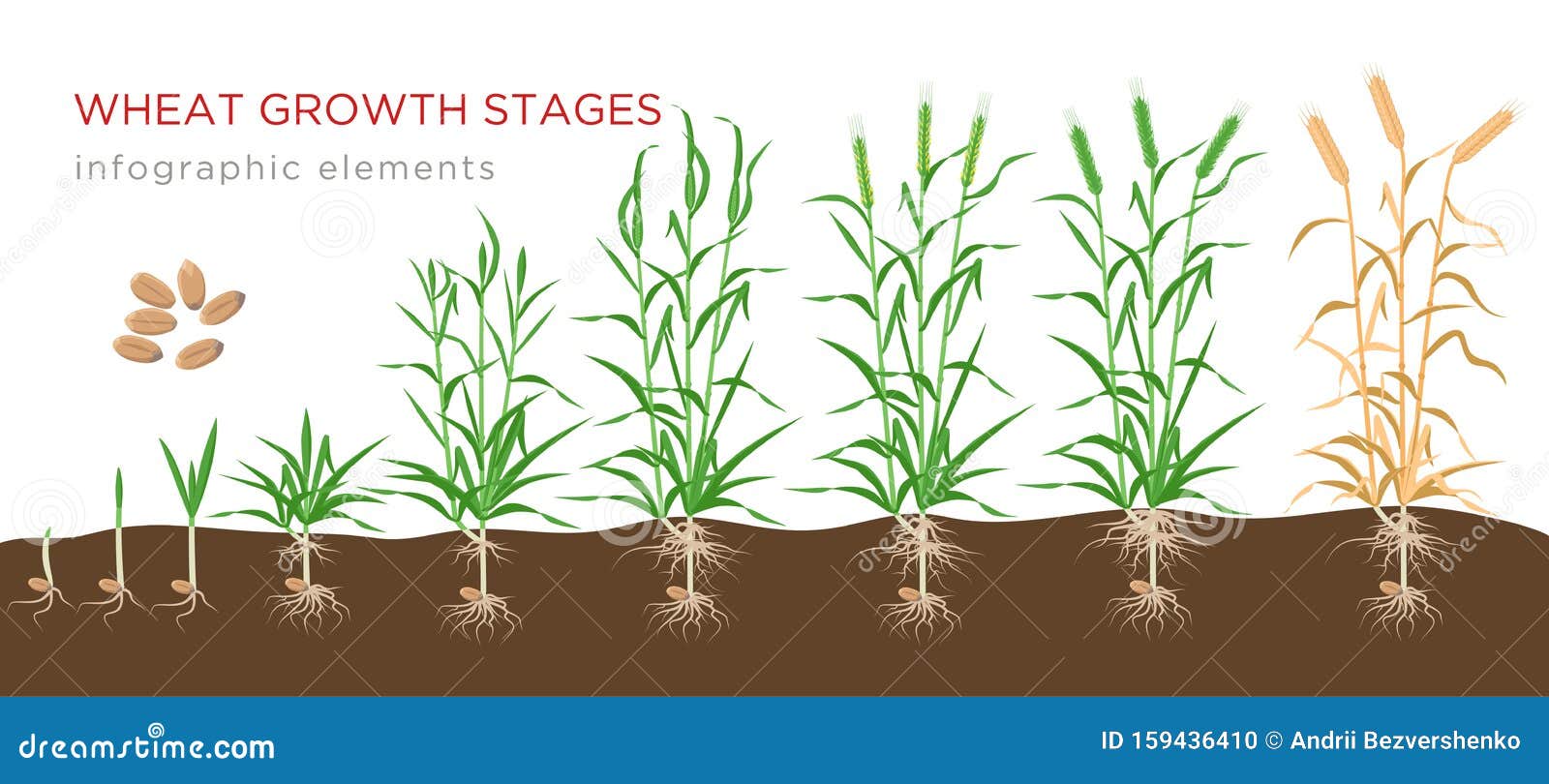 Wheat Growth Stages Chart