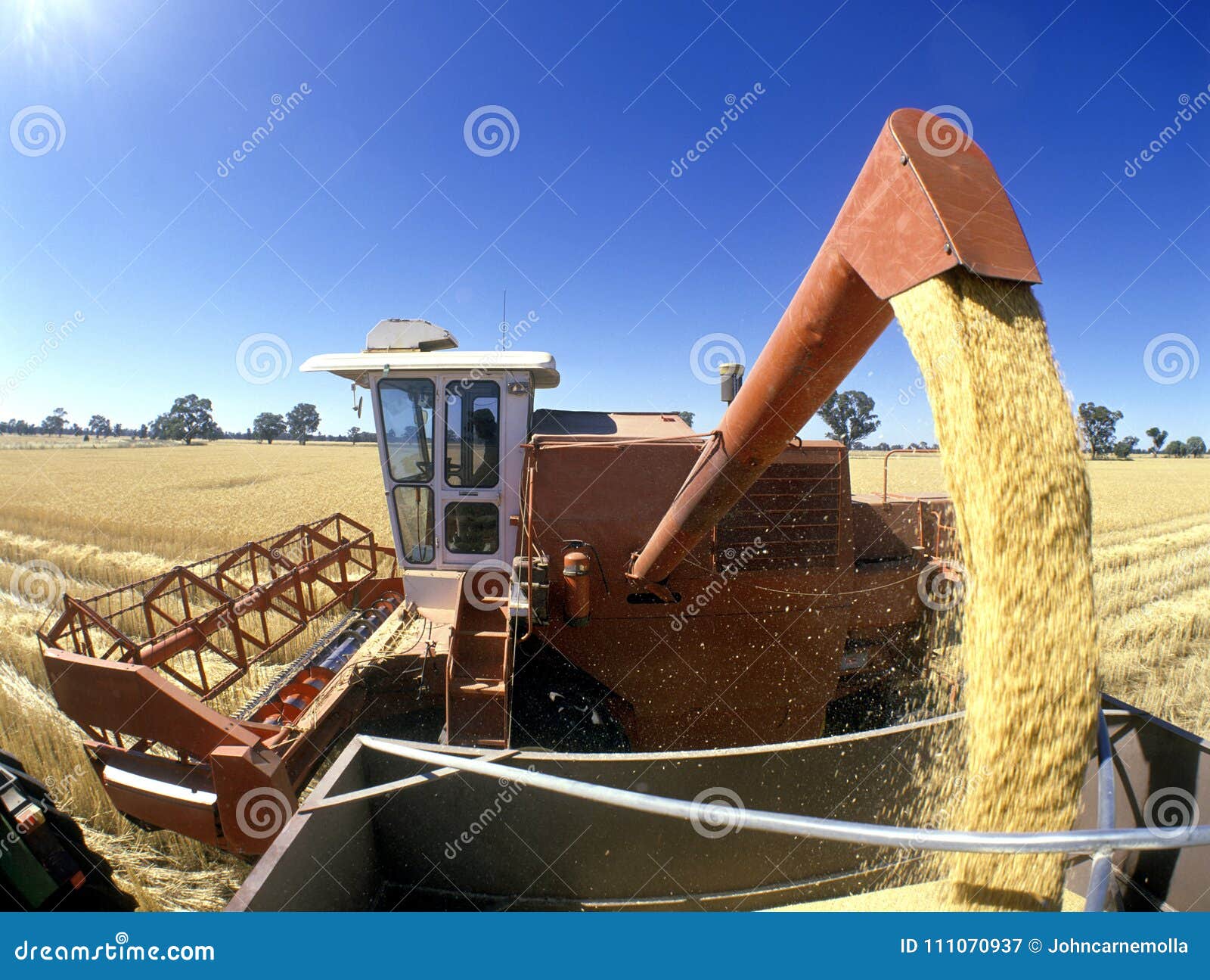 wheat harvest, australia.