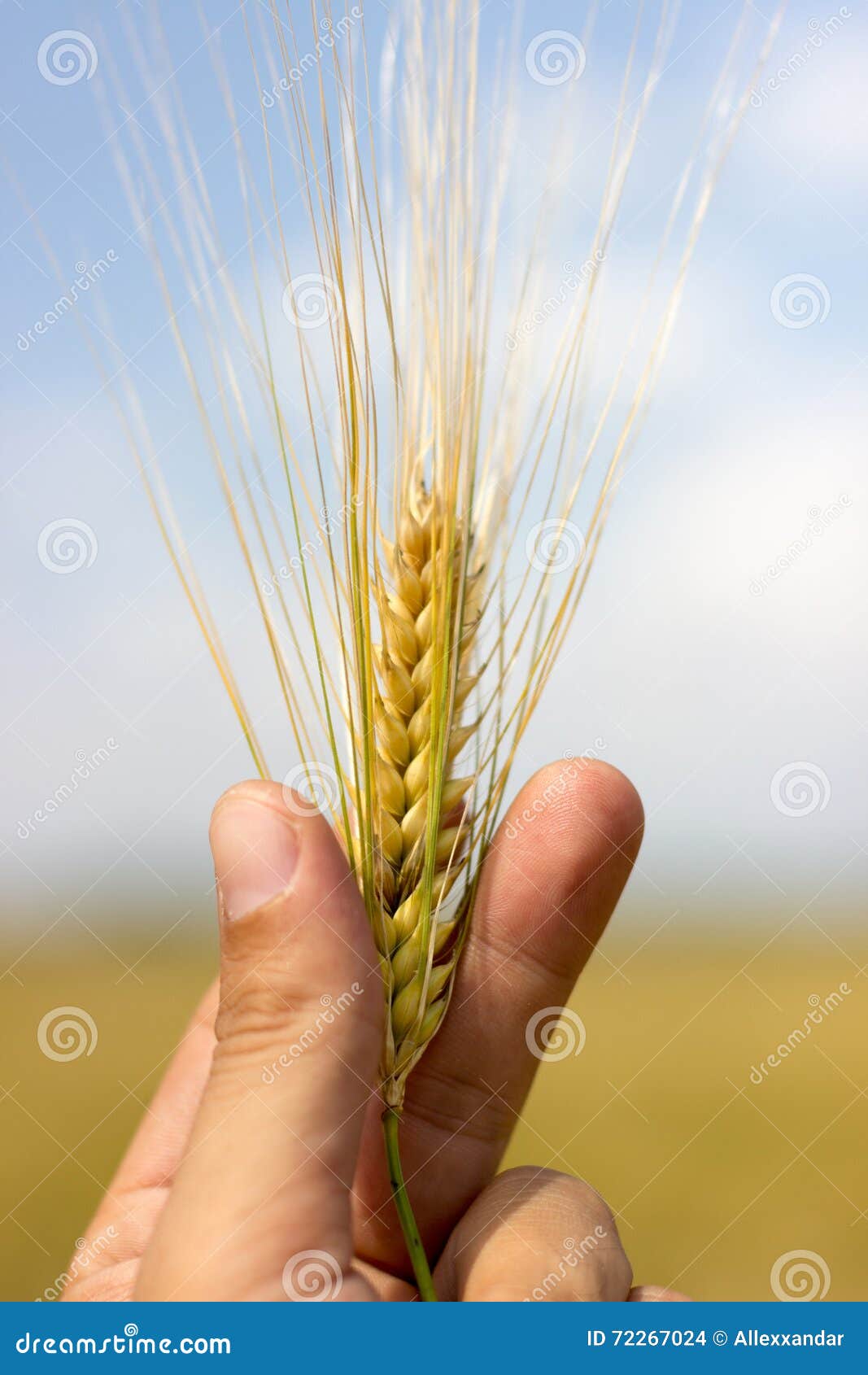 Wheat Harvest, Close Up on Hand Holding Wheat Stock Photo Image of