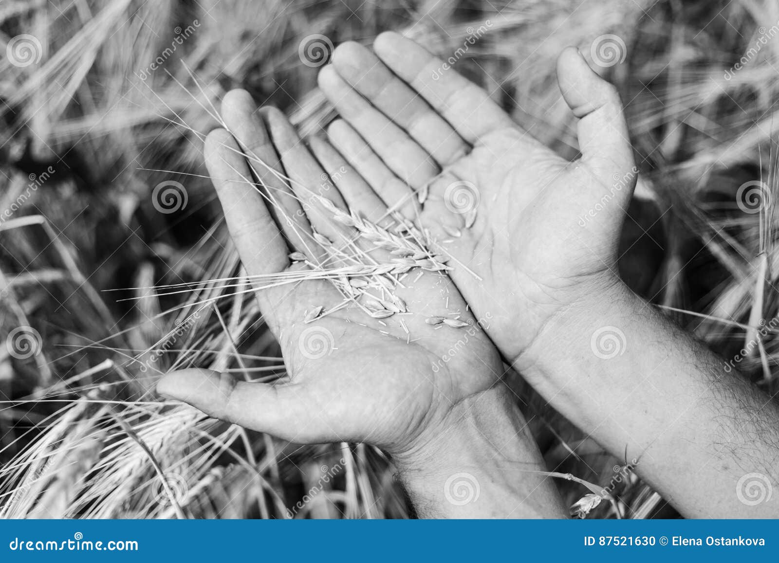 The wheat harvest stock photo. Image of black, harvesting 87521630