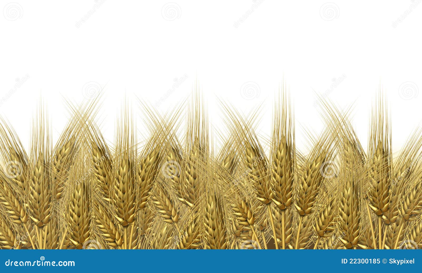 Wheat harvest horizon. Wheat harvest on a golden horizon of harvesting grass crop as a symbol of healthy whole food for farm baked and fresh organic bakery goods as bread and cerial grains.