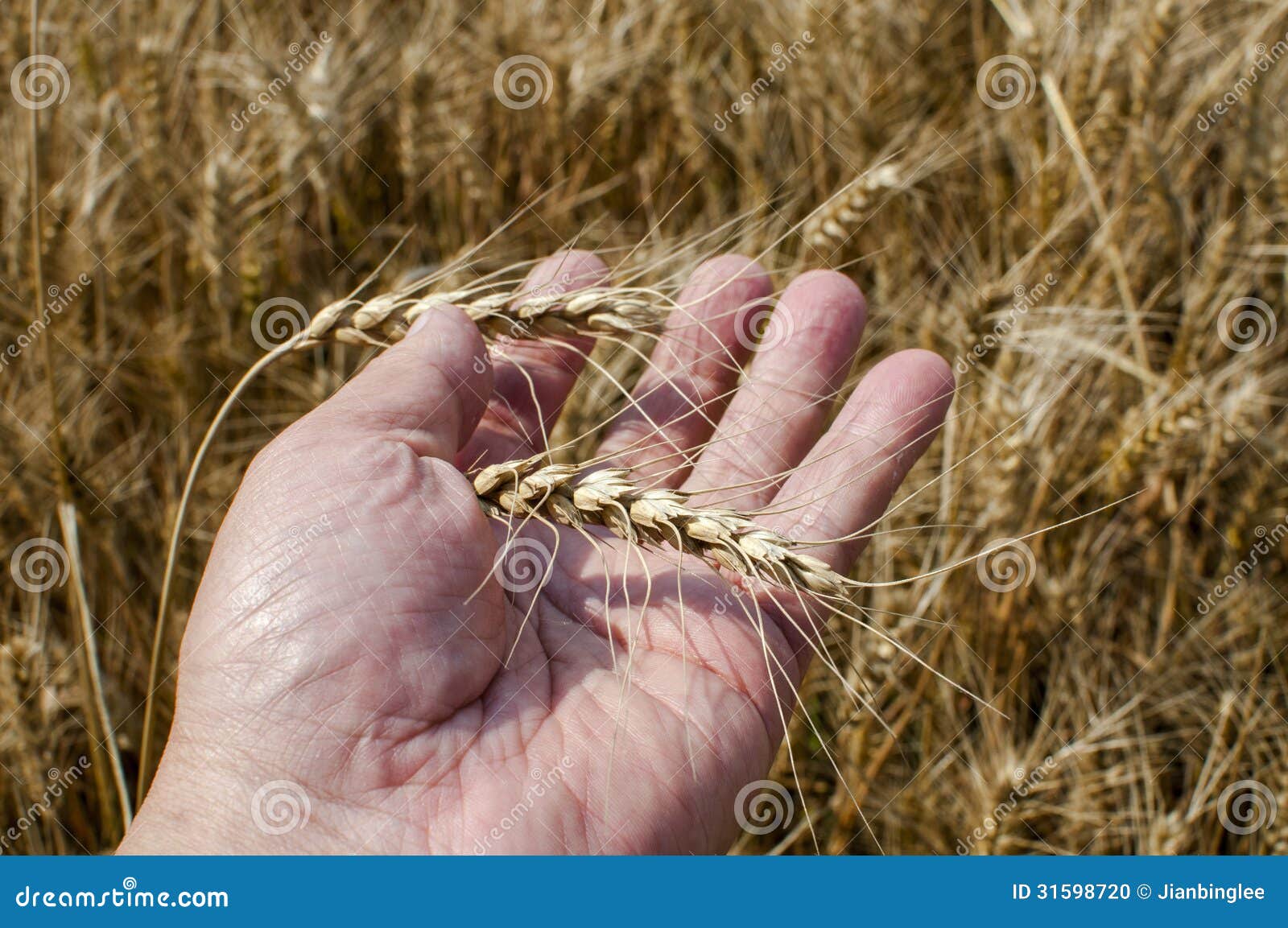 Wheat harvest stock photo. Image of autumn, crop, natural 31598720