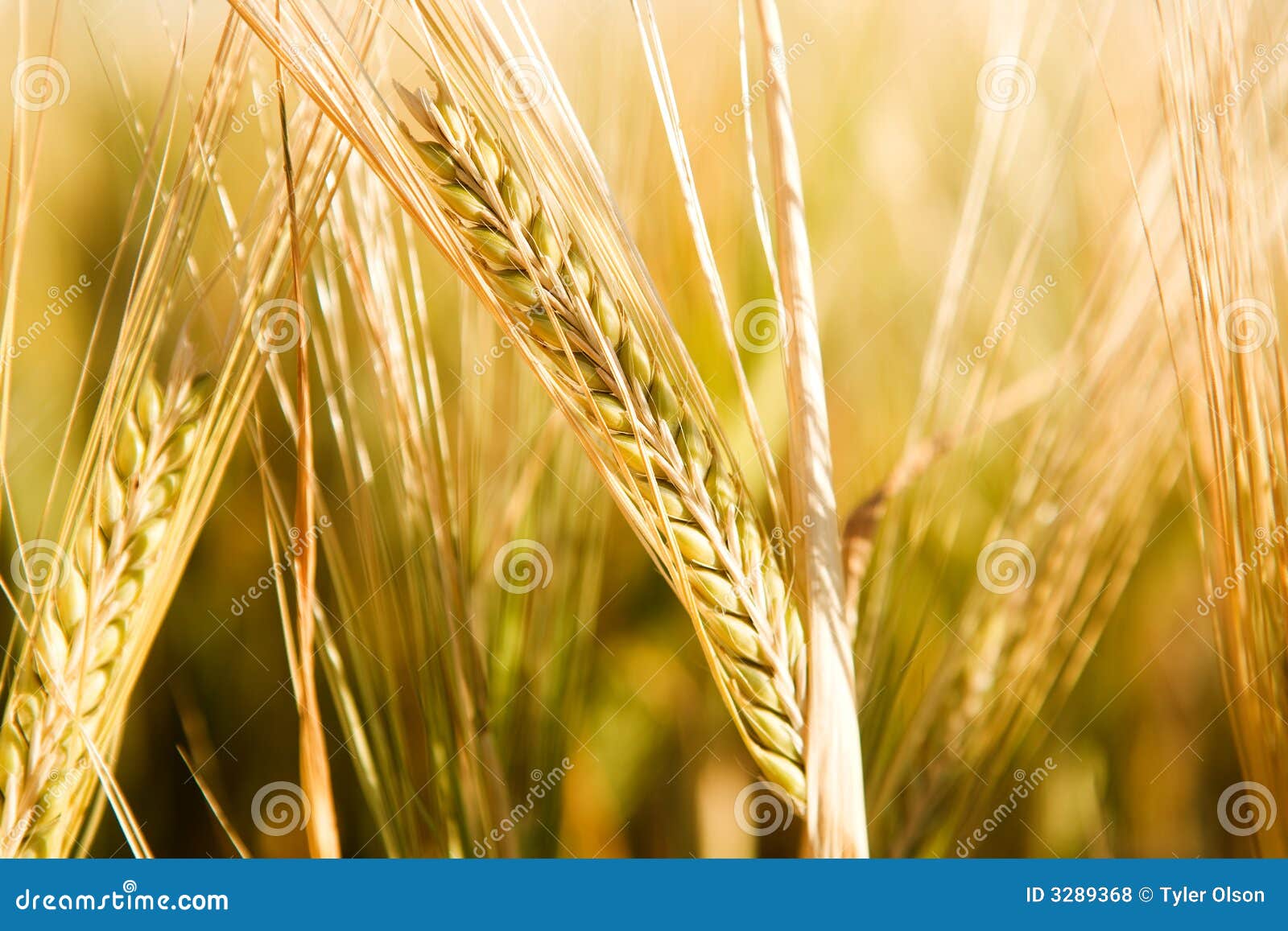 Wheat Head Detail Royalty Free Stock Photos Image 3289368