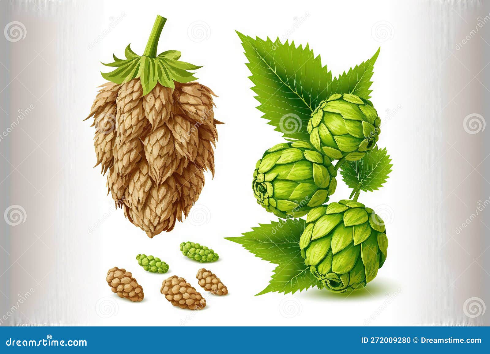 Wheat and Hops Cones that are Still Fresh, Isolated on a White Backdrop