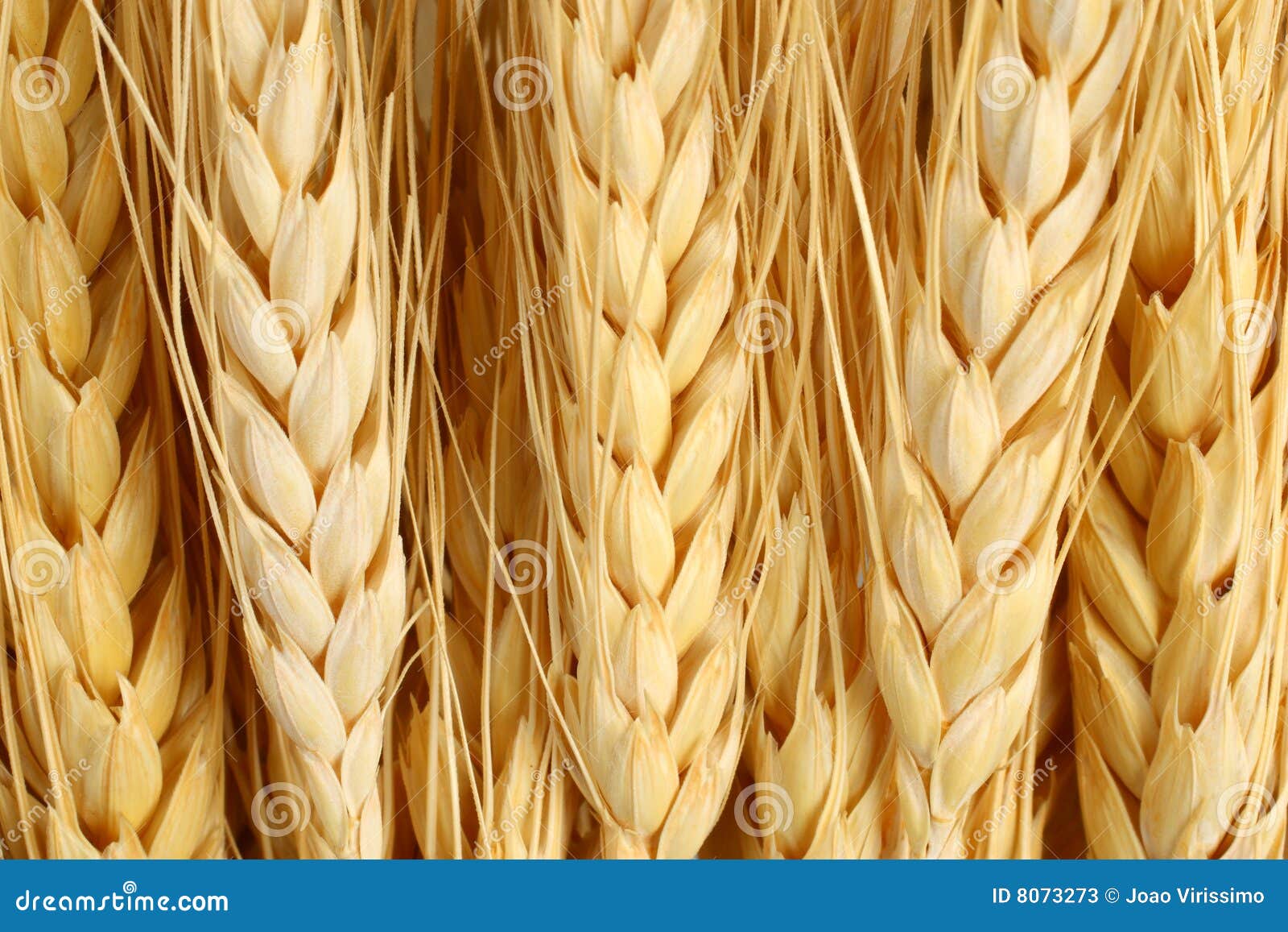 wheat macro agriculture & farming concept