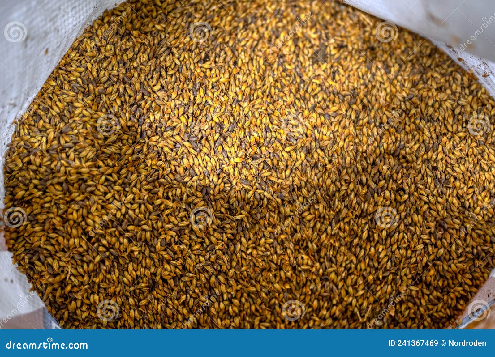Wheat Malt Grains Close Up. Ingredient for Brewing Stock Image Image