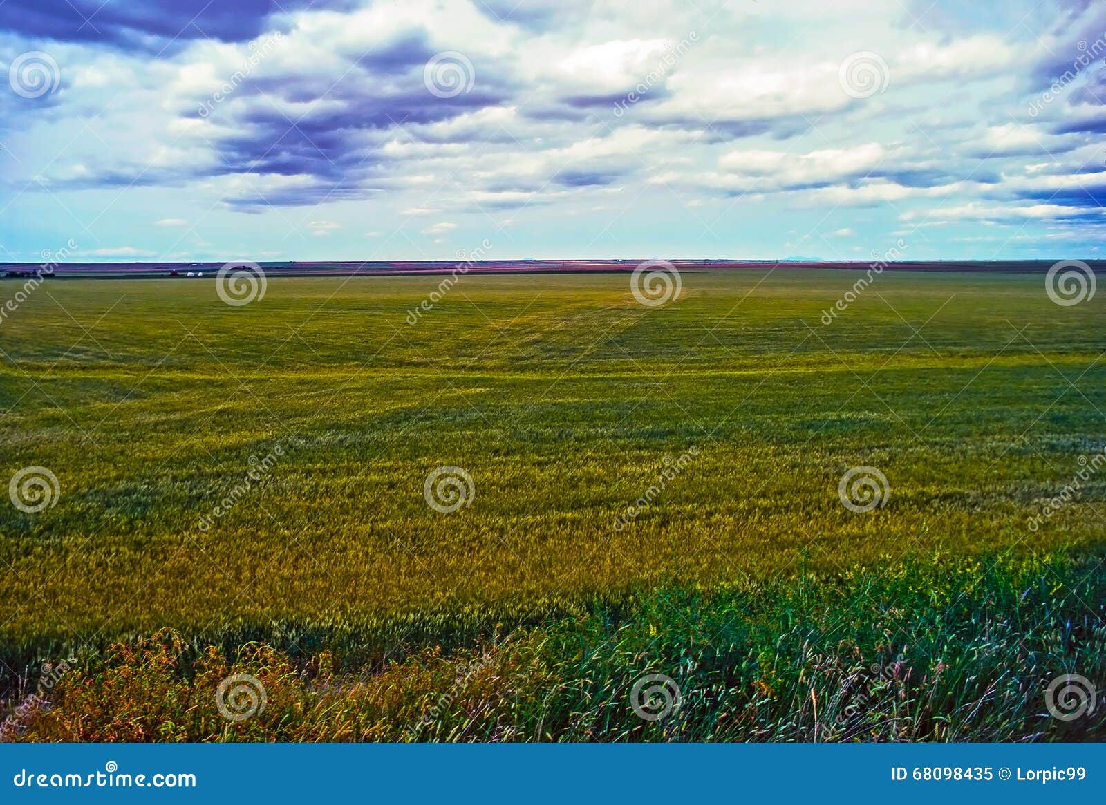 Wheat, Montana stock image. Image of grass, nature, wheat 68098435