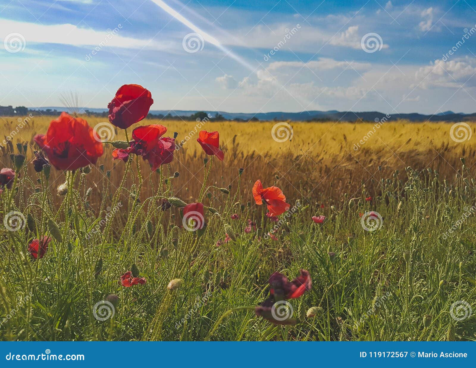 wheat and poppies in a sunny day