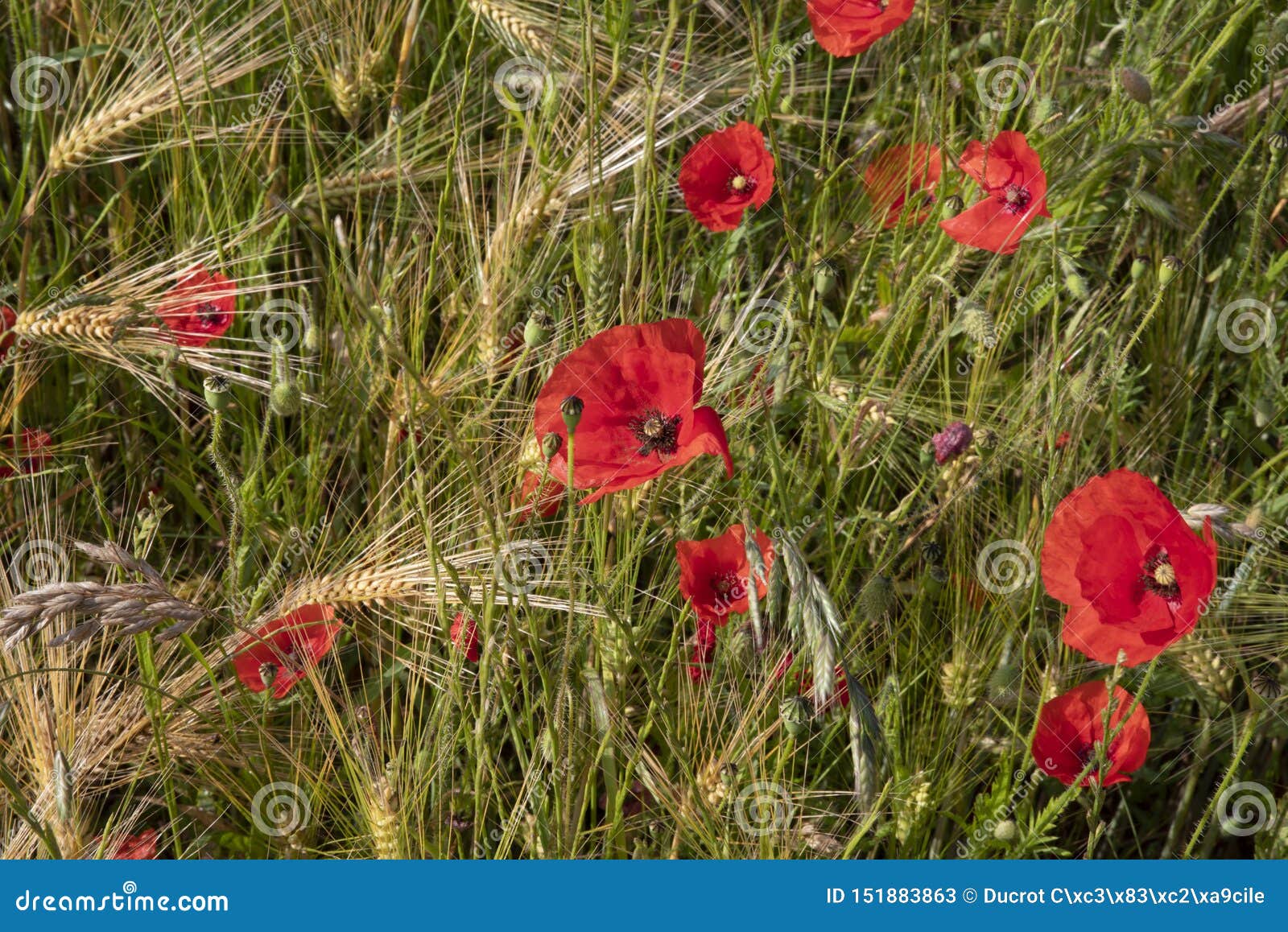 Wheat field with poppies stock image. Image of countryside 151883863