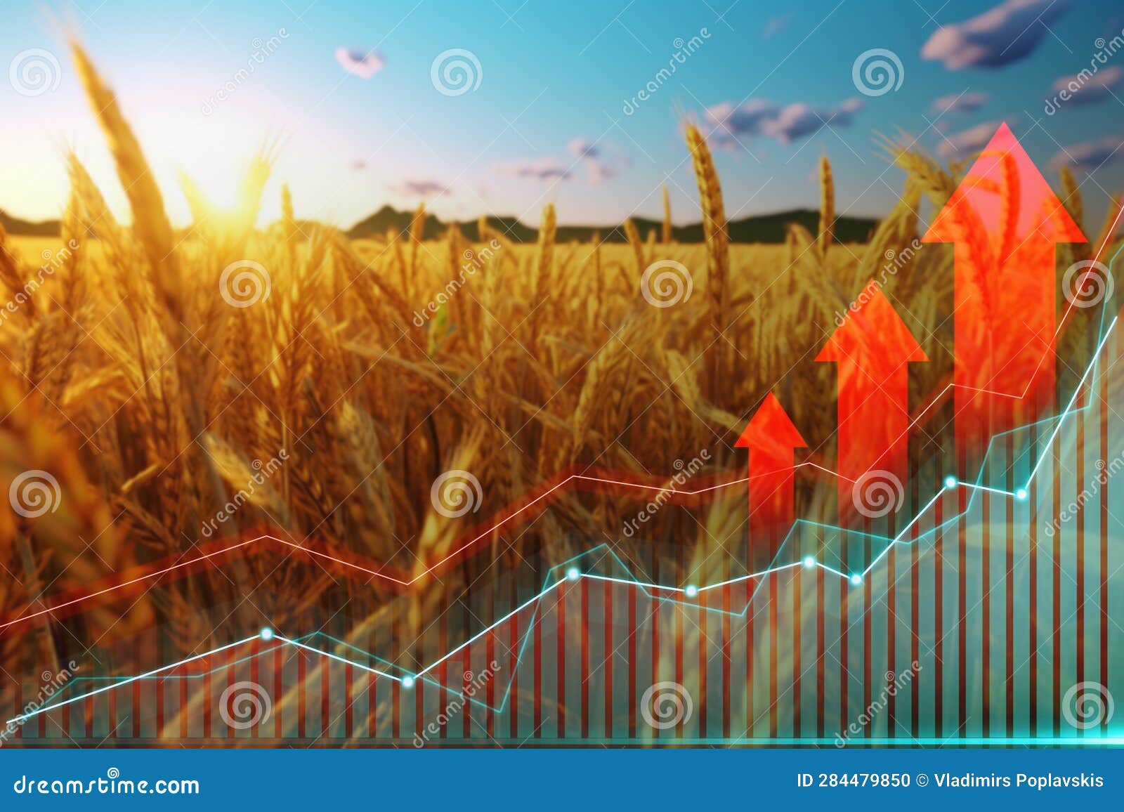 Wheat Price Increase and Diagram with Three Arrows Stock Photo Image