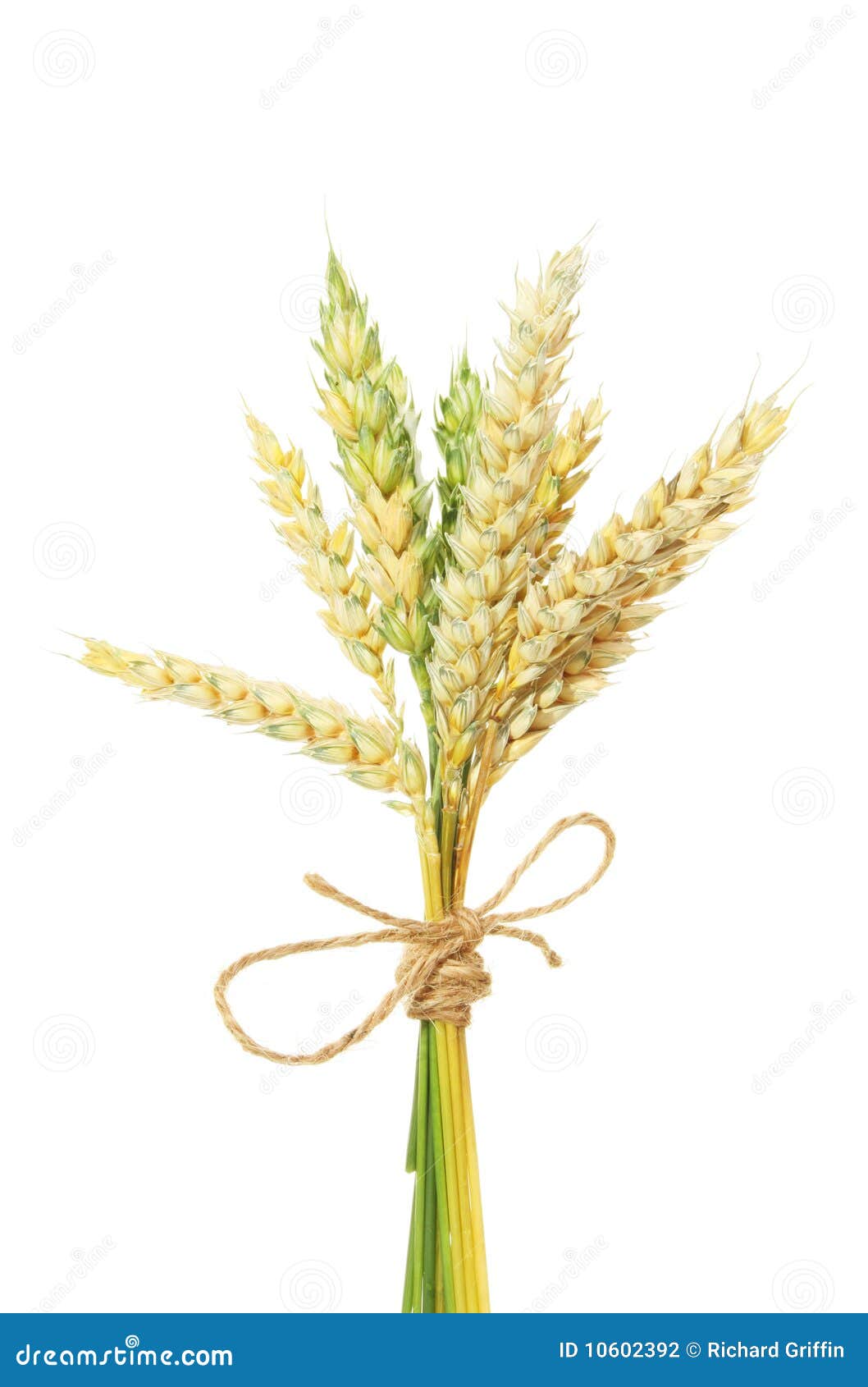Wheat sheaf stock photo. Image of knot, crop, wheat, tied 10602392