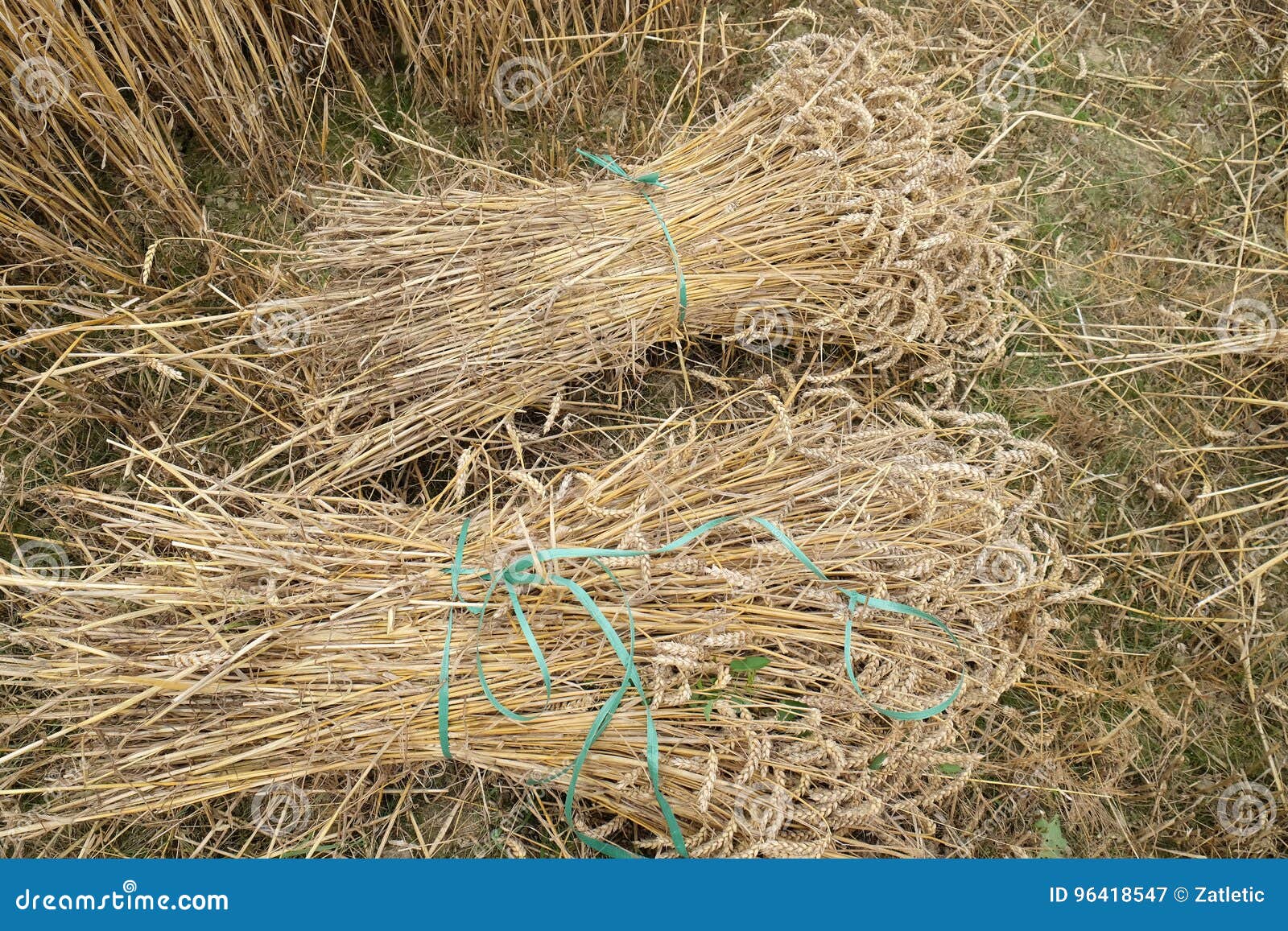 Wheat Sheaf in a Field stock image. Image of floret, ground 96418547