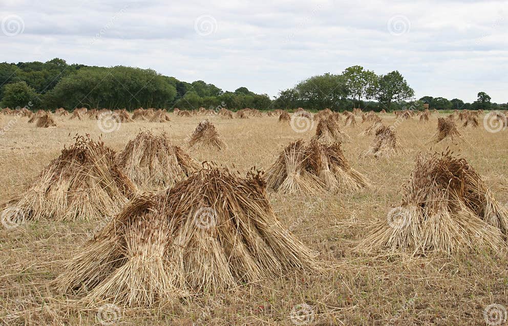 Wheat Sheaves Drying in a Field Stock Photo Image of crop, straw