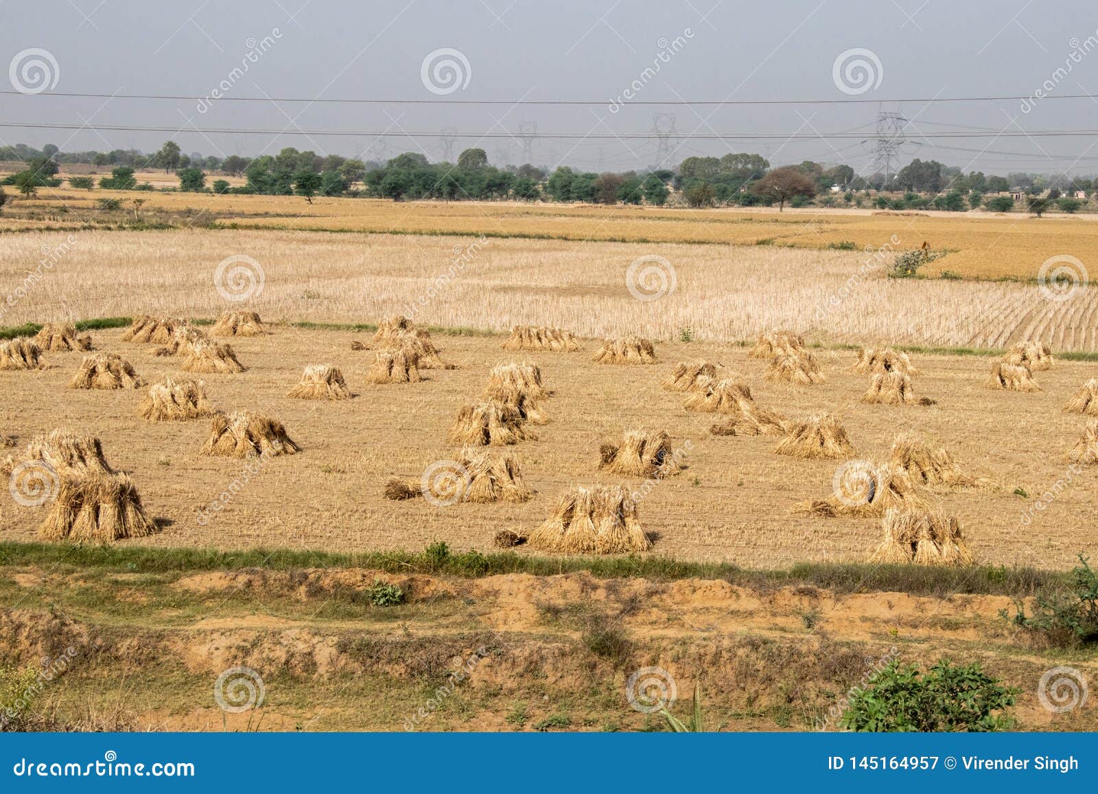 Wheat Sheaves stock image. Image of farm, field, agriculture 145164957