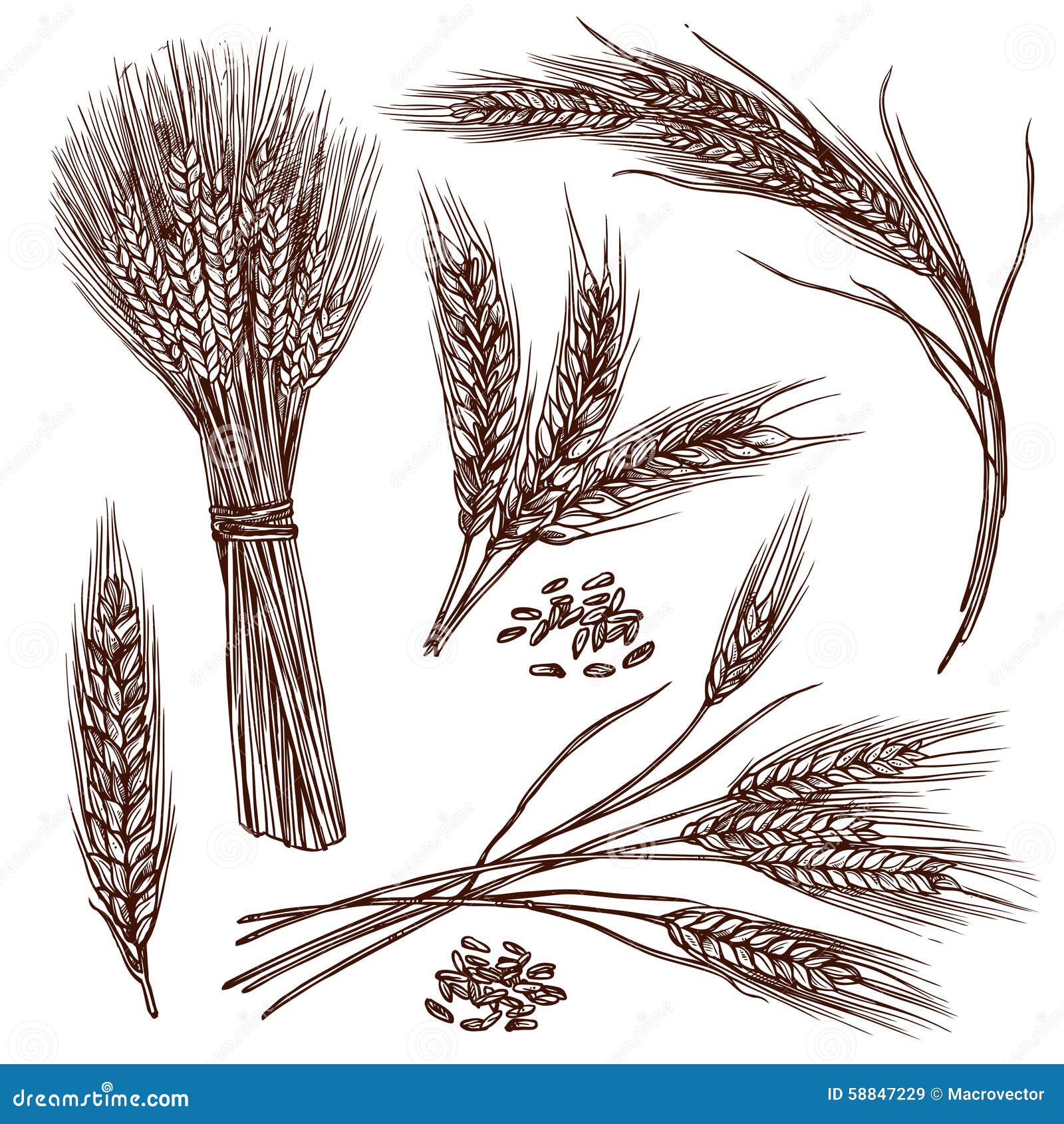 Wheat bread ears cereal crop sketch engraving style vector illustration.  28125780 Vector Art at Vecteezy