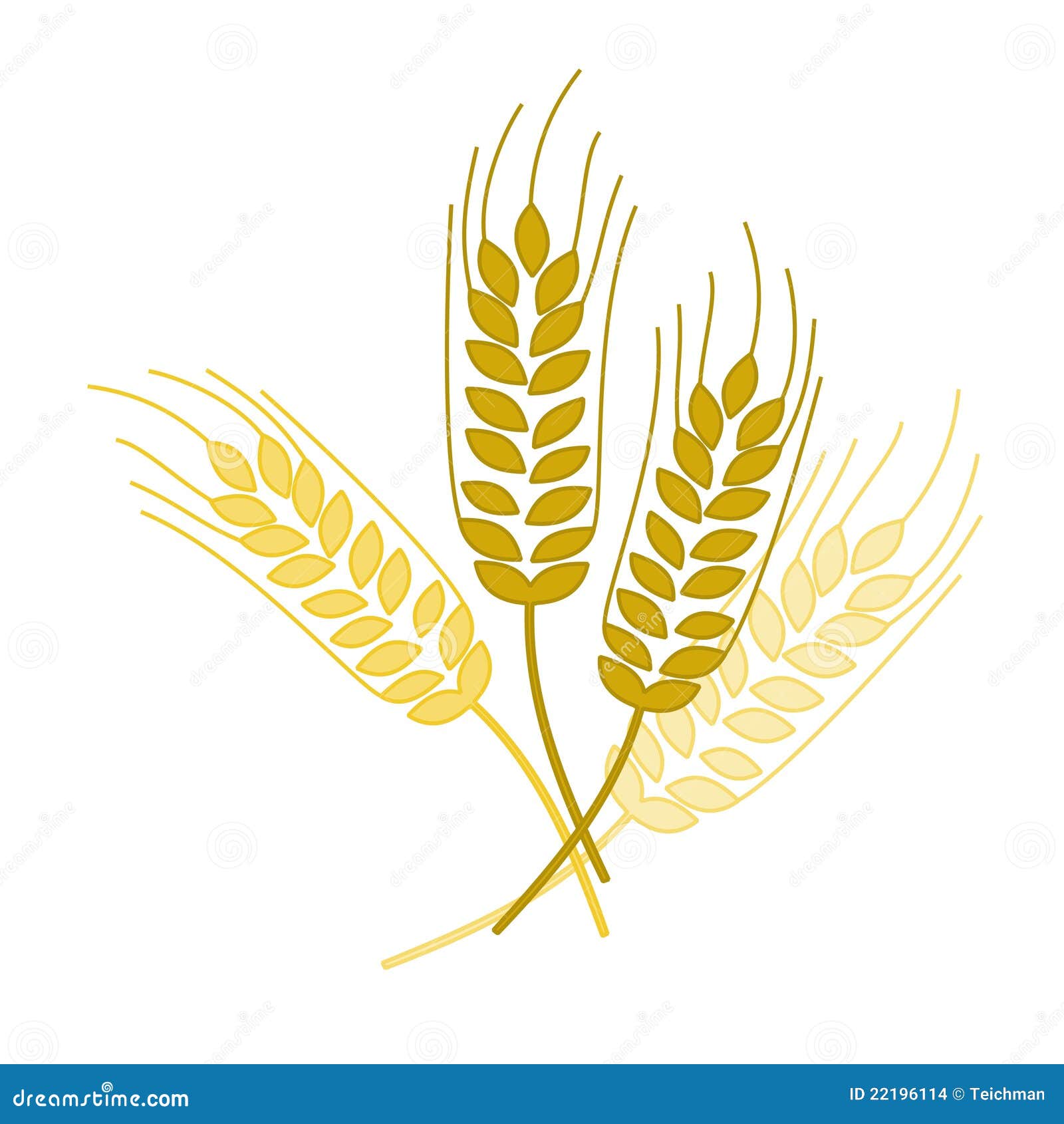 wheat spike