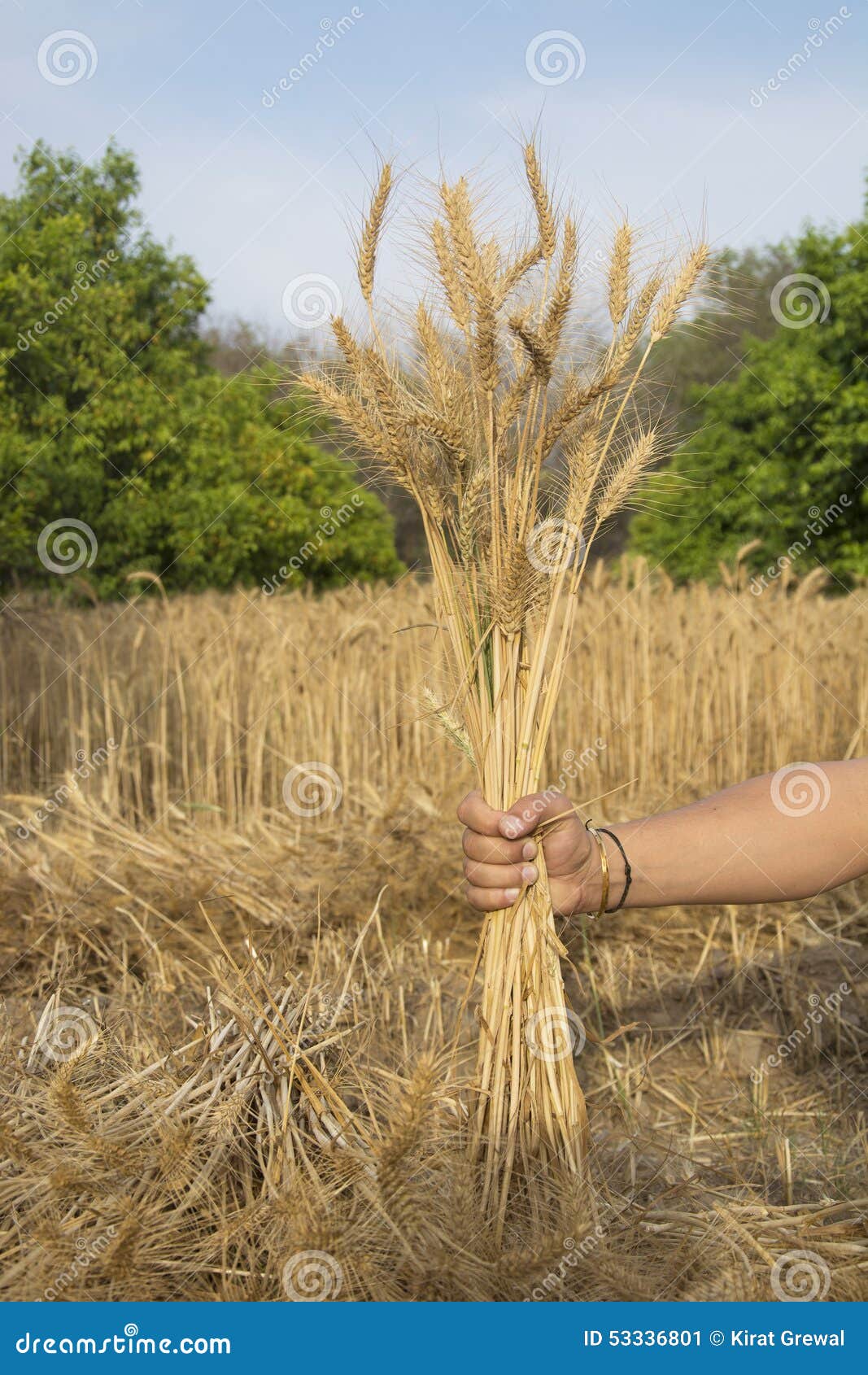 Wheat Stalks stock image. Image of cultivation, agriculture 53336801