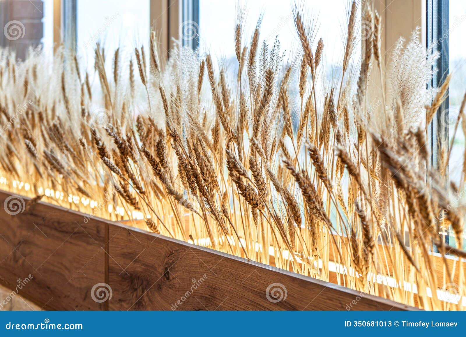 wheat stalks in wooden planter near window close-up view