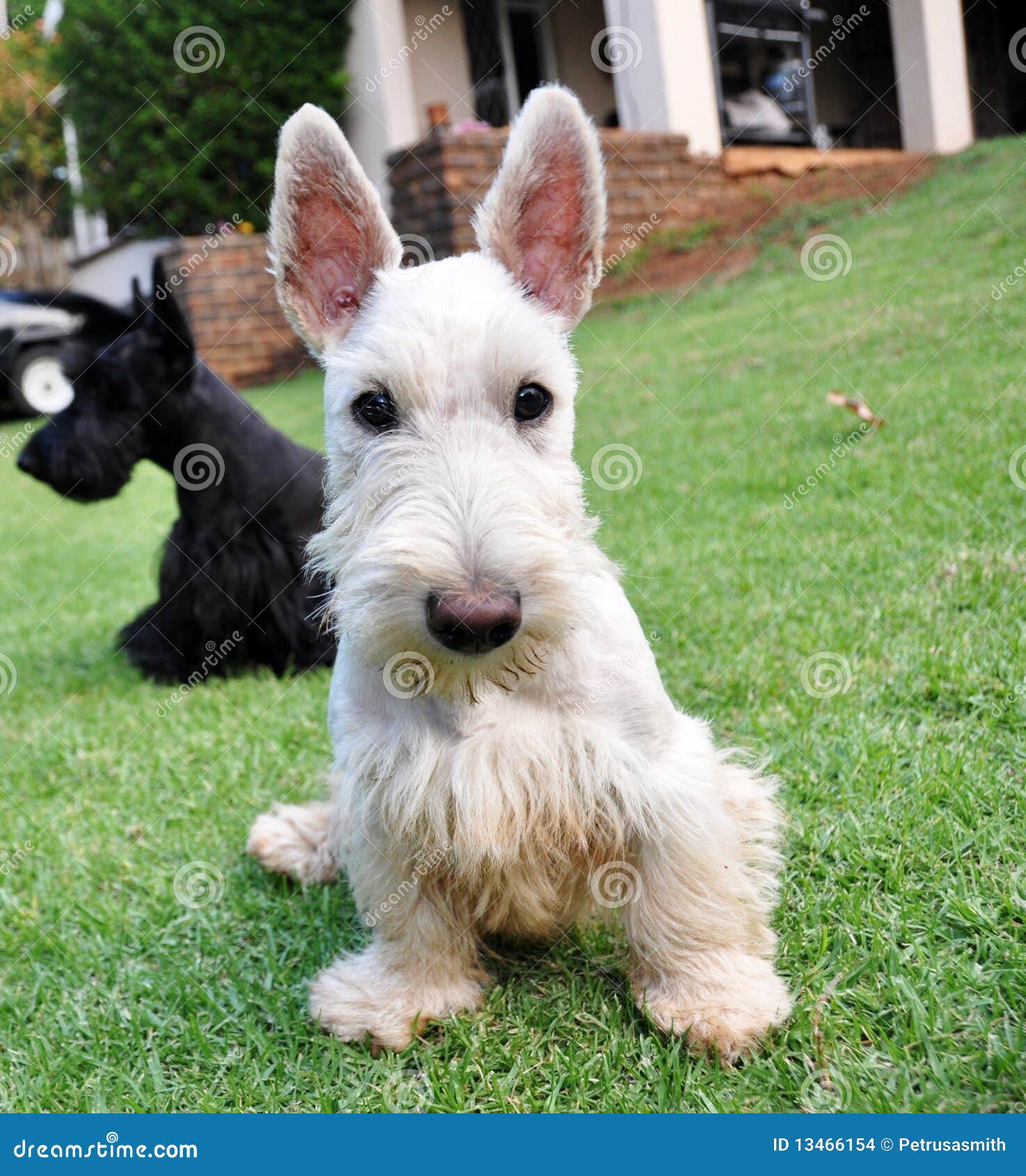wheaten scottie dog