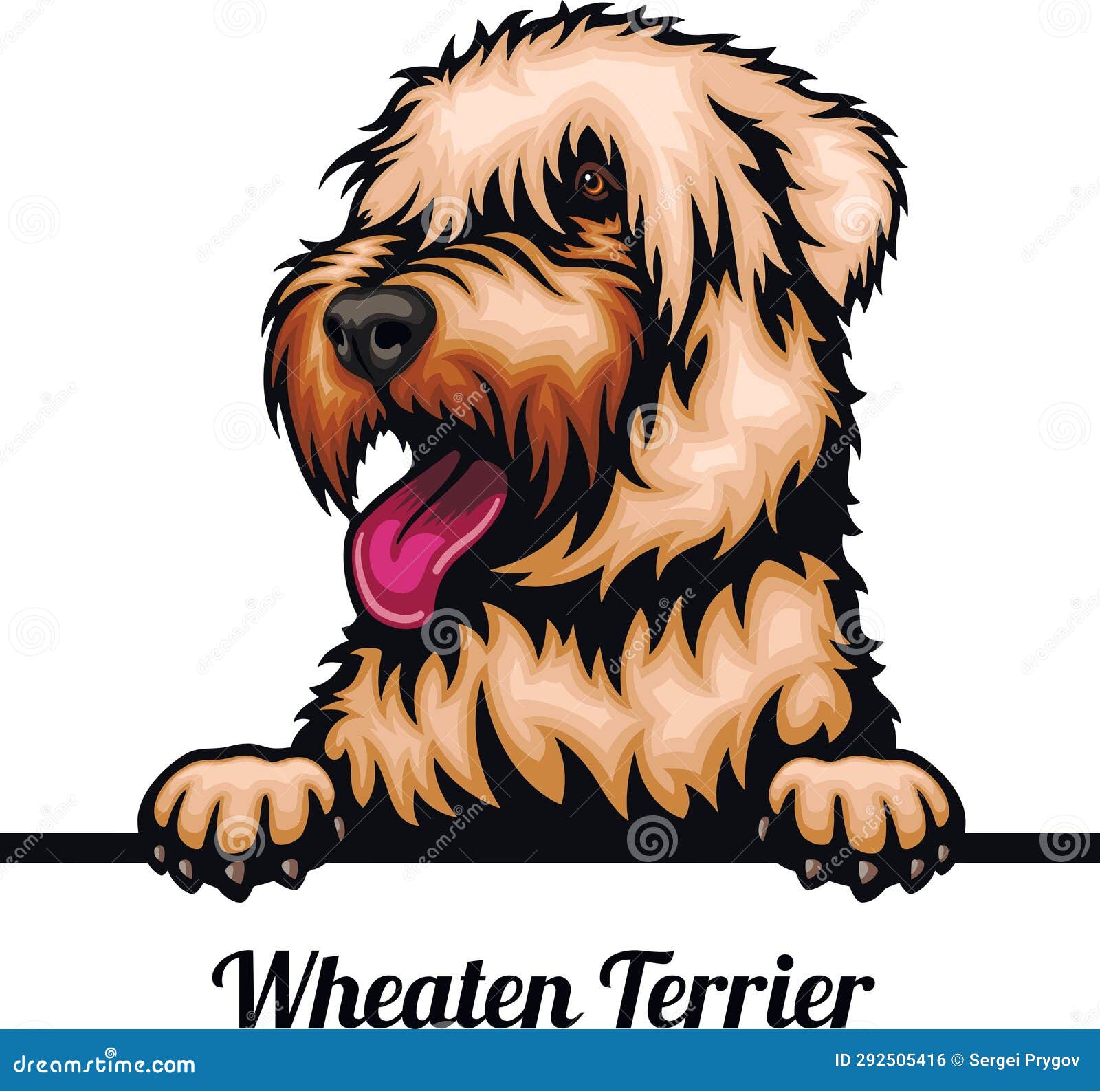 Wheaten Terrier Color Peeking Dogs Breed Face Head Isolated On wheaten-terrier-color-peeking-dogs-breed-face-head-isolated-on
