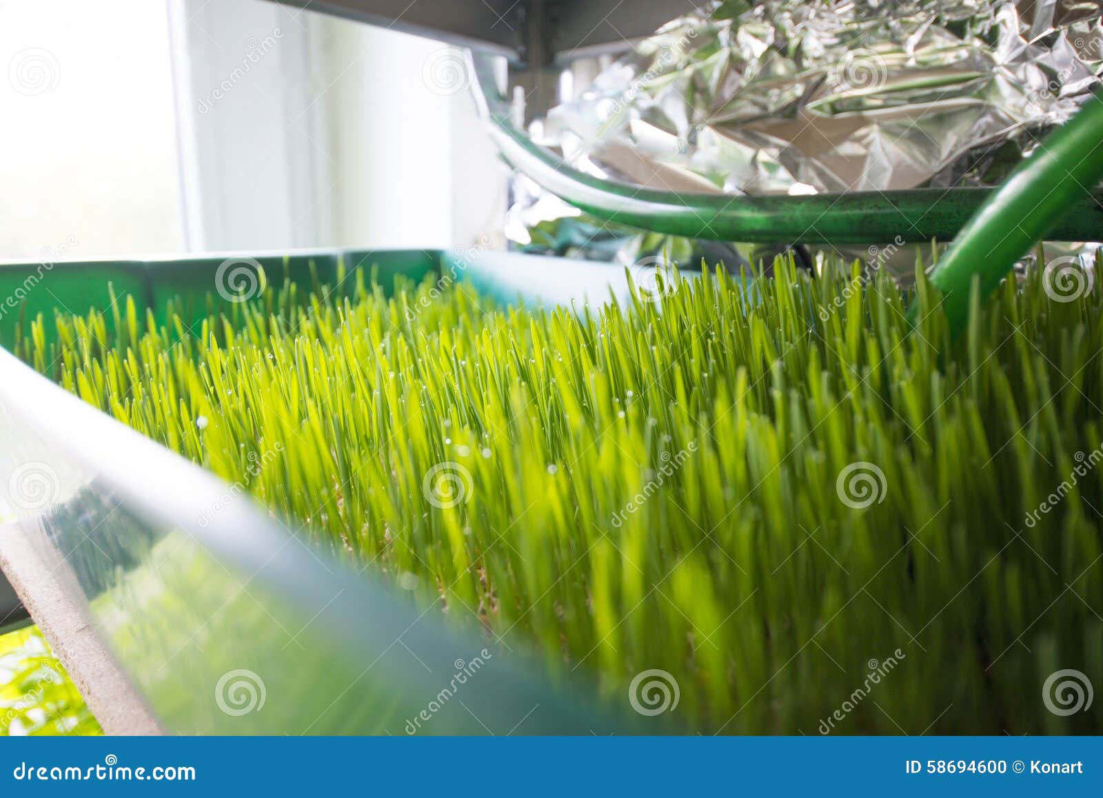 Wheatgrass growing stock photo. Image of growing, farm ...