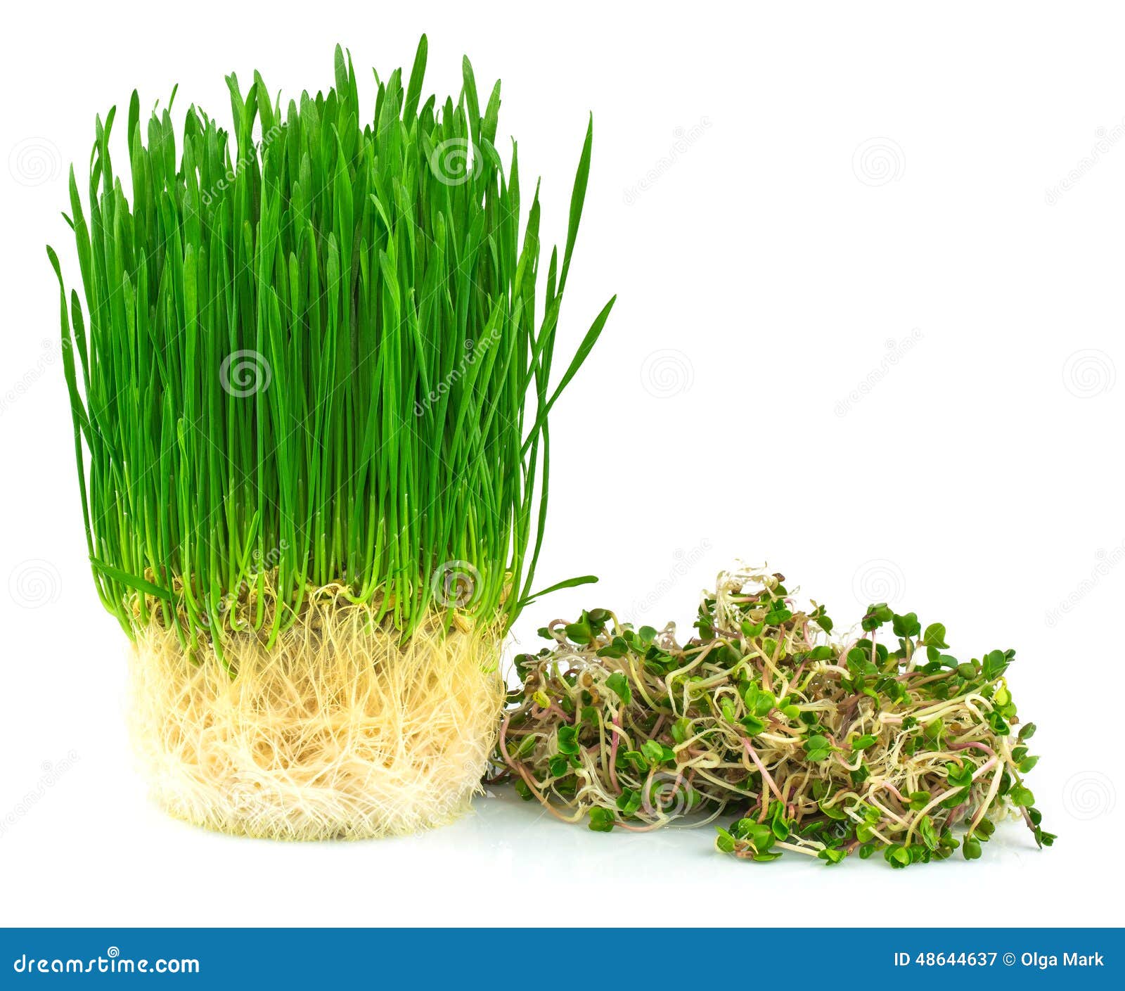 Wheatgrass Juice with Green Radish Stock Image Image of healthy, fresh 48644637