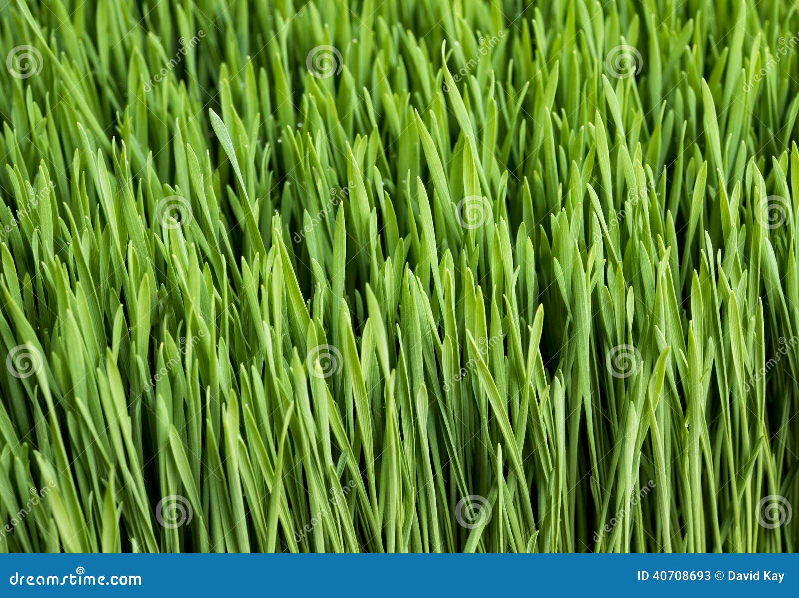 Wheatgrass stock image. Image of sale, healthy, farm 40708693