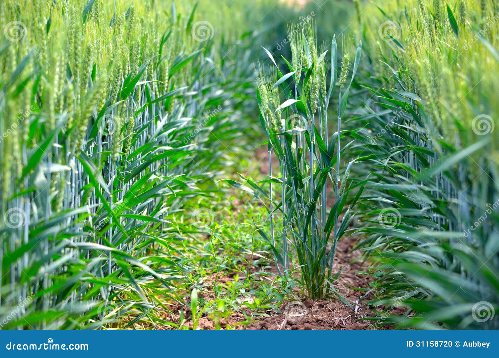 Wheats on the ridges stock photo. Image of countryside 31158720