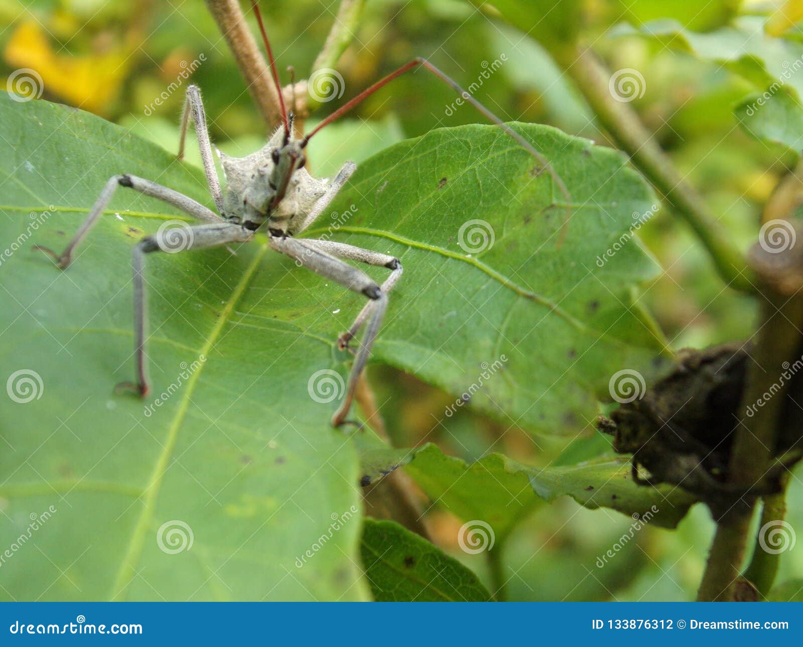 Wheel bugs stock photo. Image of wheel, bugs, ridge 133876312