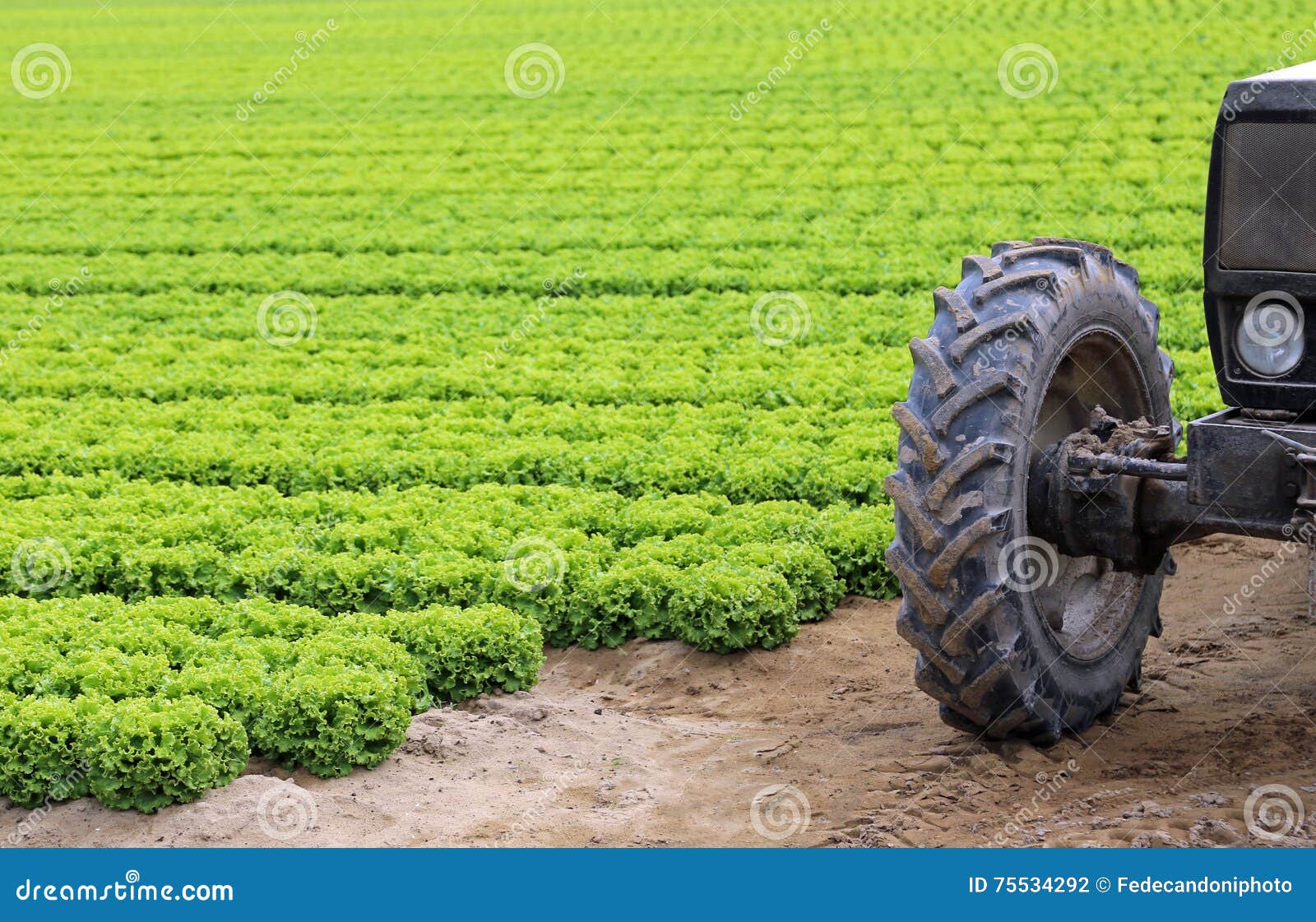 Wheel Tractor Stuck in the Mud of the Cultivated Field Stock Photo