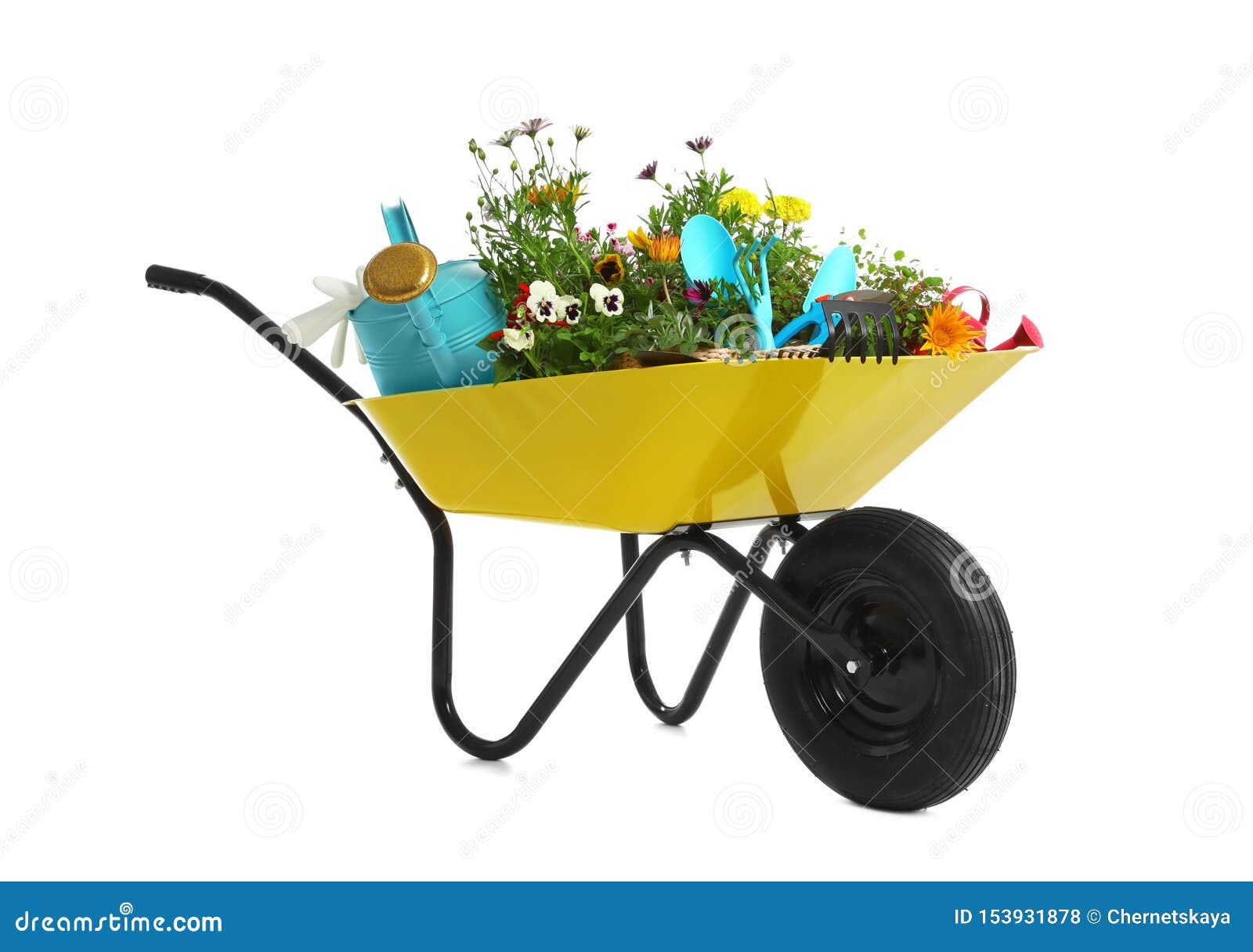 Wheelbarrow with Flowers and Gardening Tools on White Stock Photo Image of cultivate, color